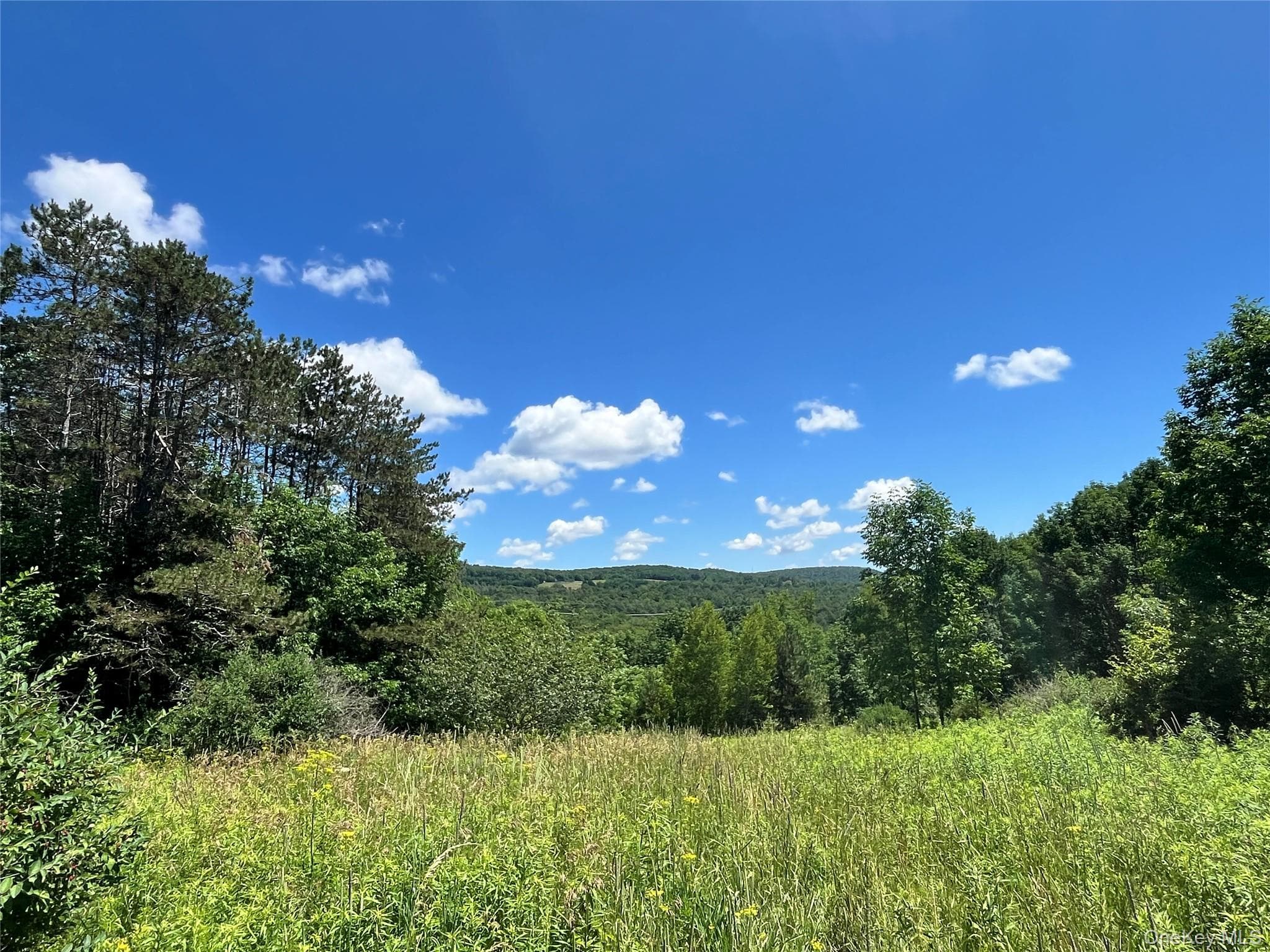 Lower Pond Dahlia Road, Livingston Manor
