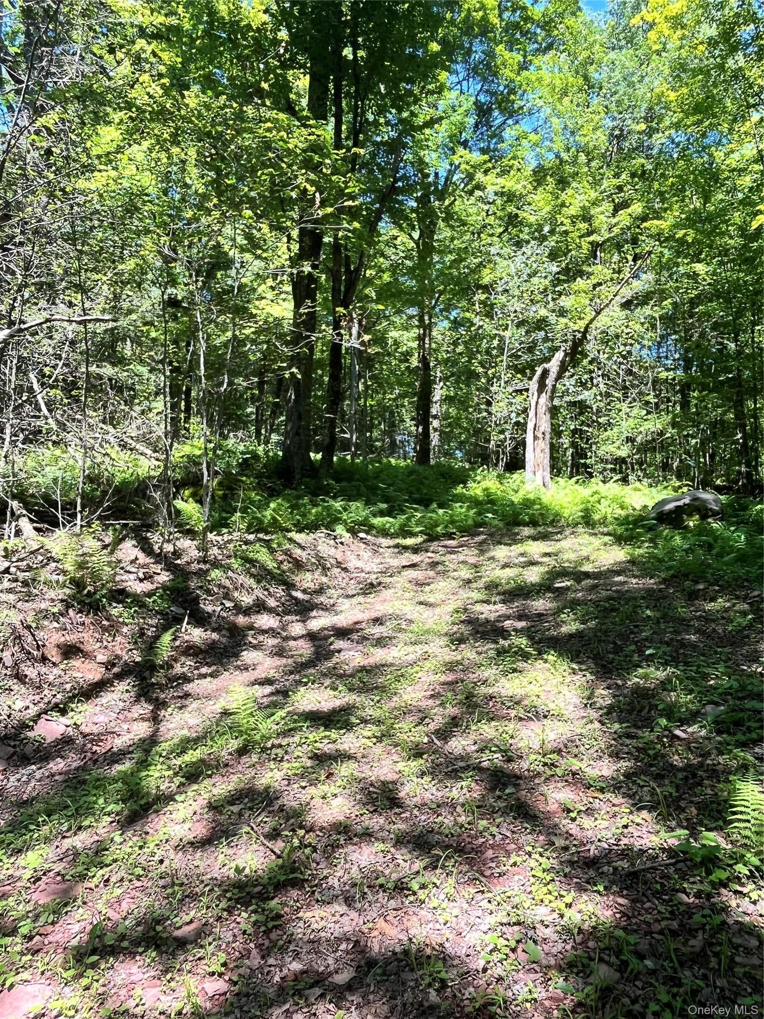 Upper Pond Dahlia Road thumbnail 19