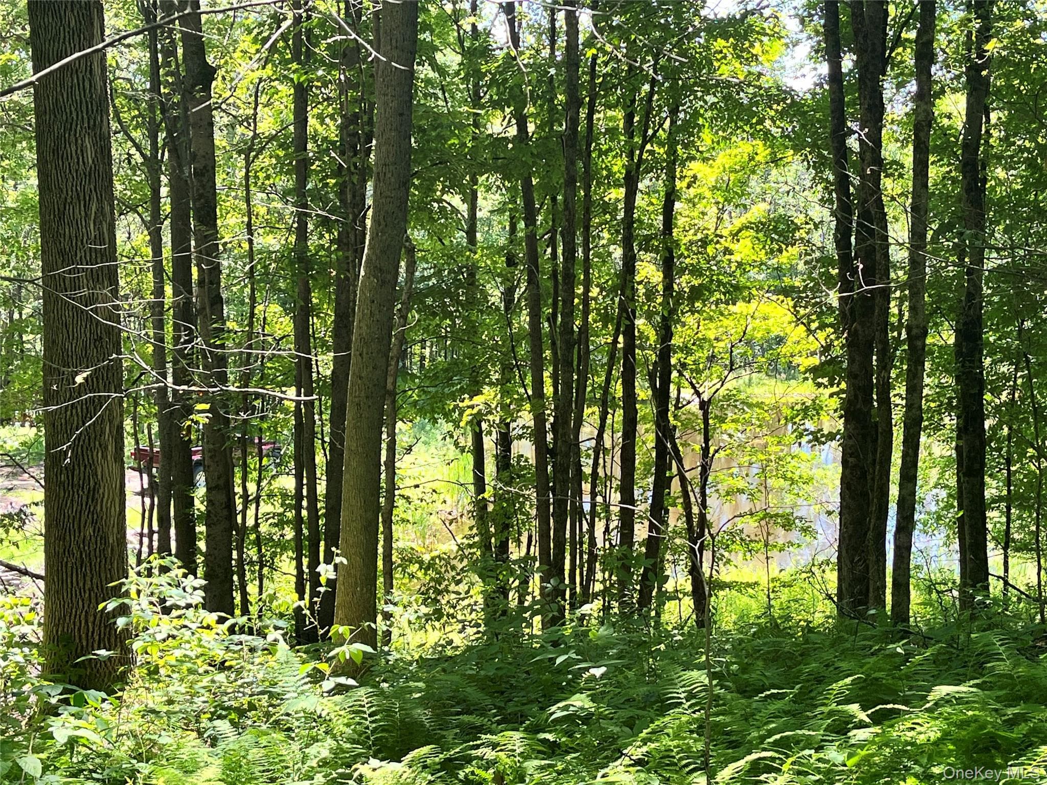 Upper Pond Dahlia Road thumbnail 21