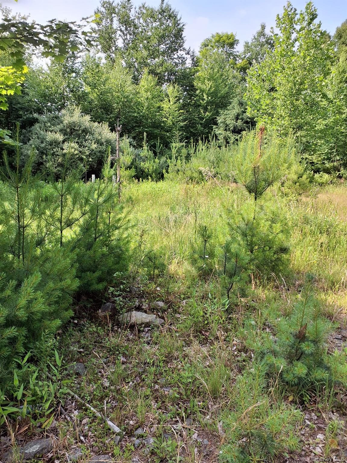 96 Hasbrouck Road thumbnail 11
