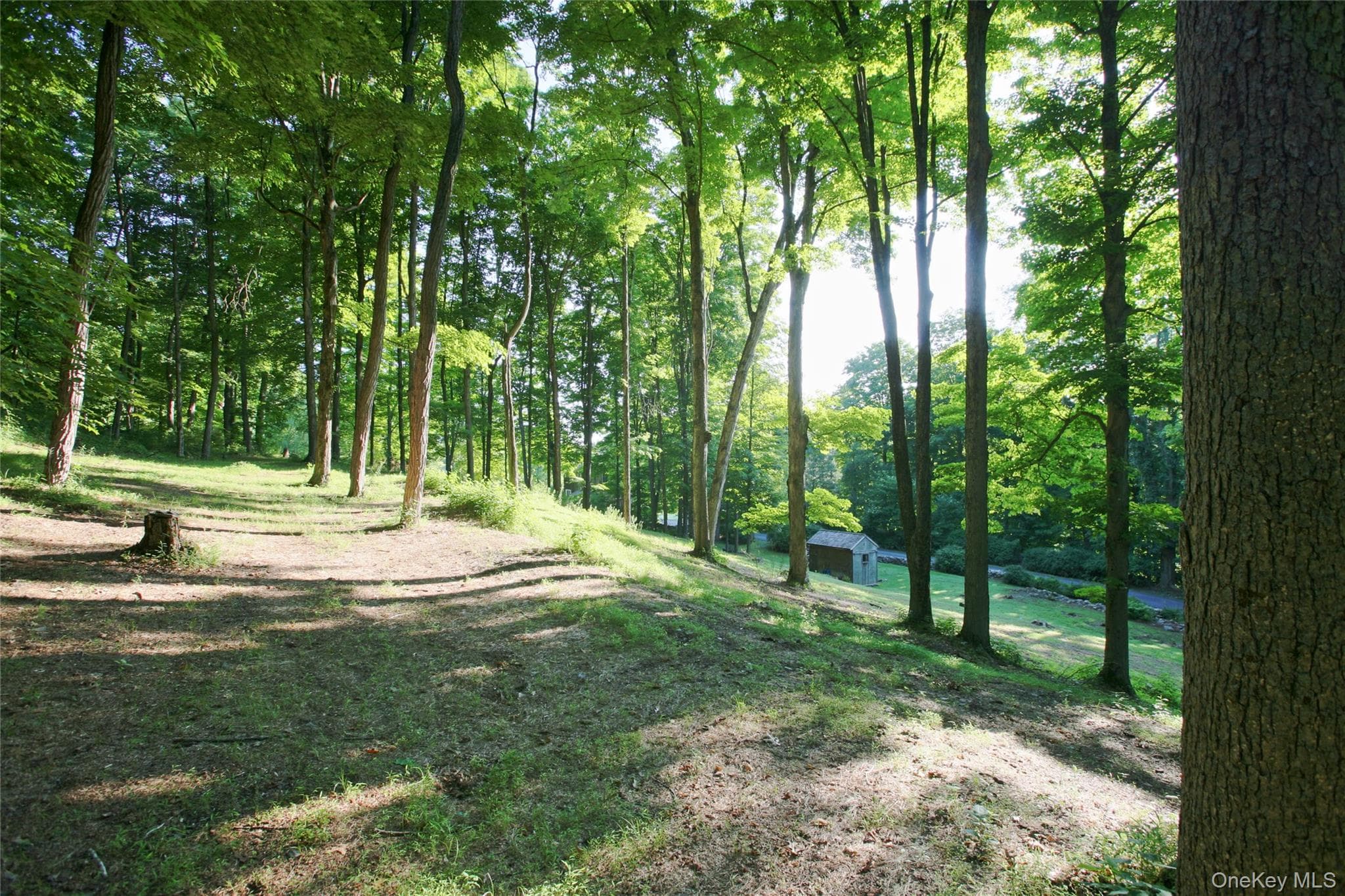 Pond Road thumbnail 17