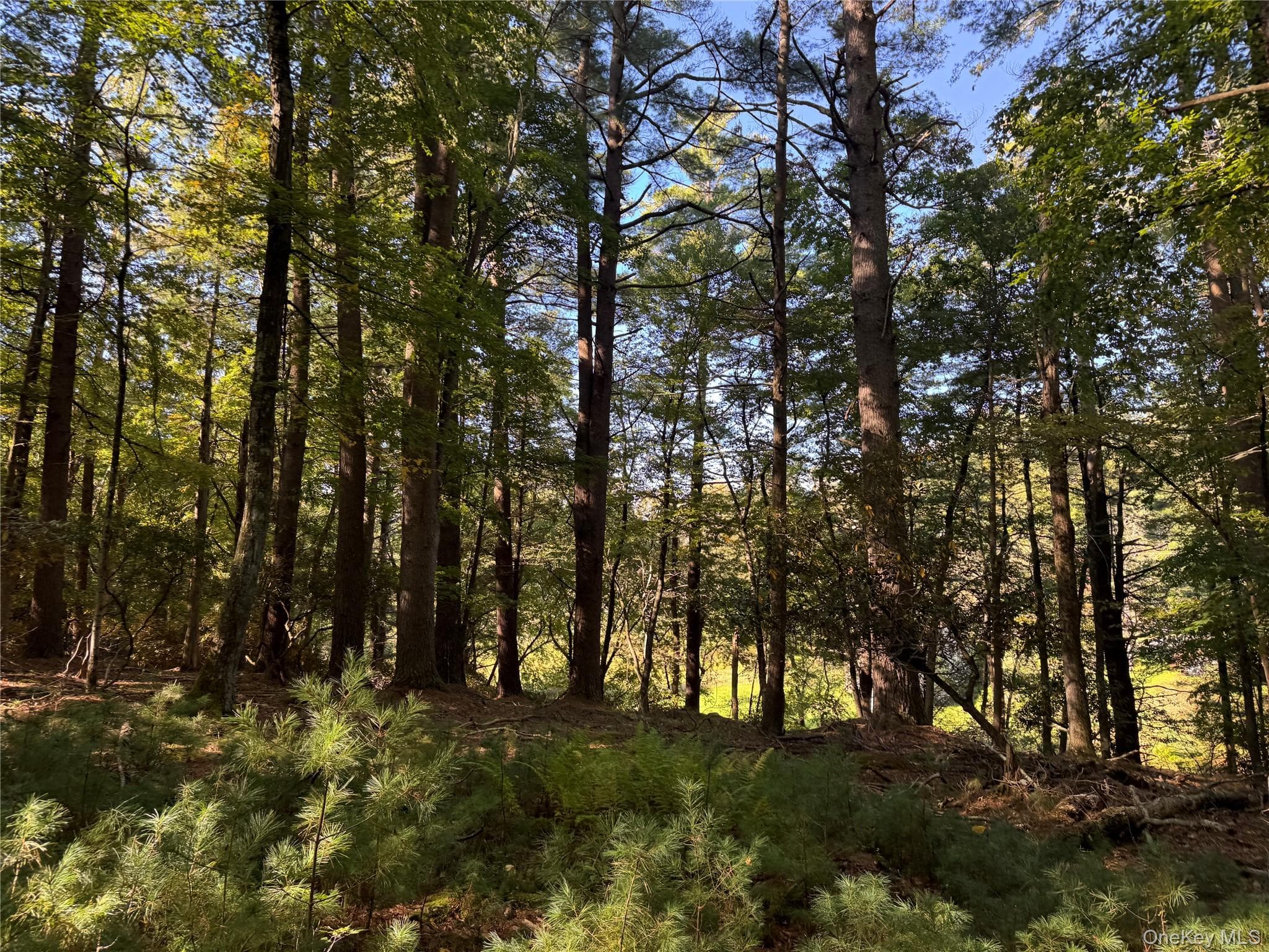 lot 1 Chapin Trail thumbnail 13