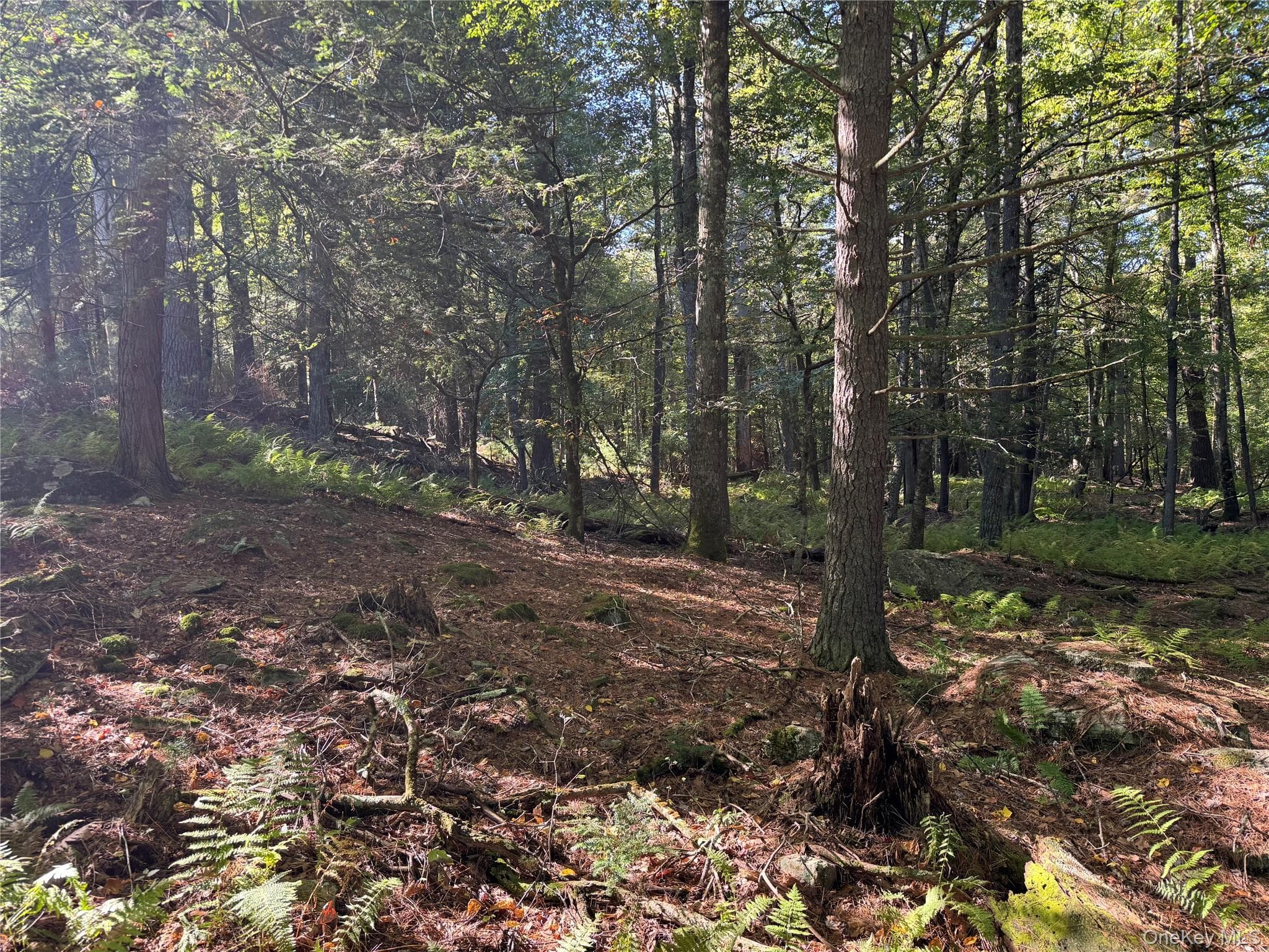 lot 1 Chapin Trail thumbnail 5
