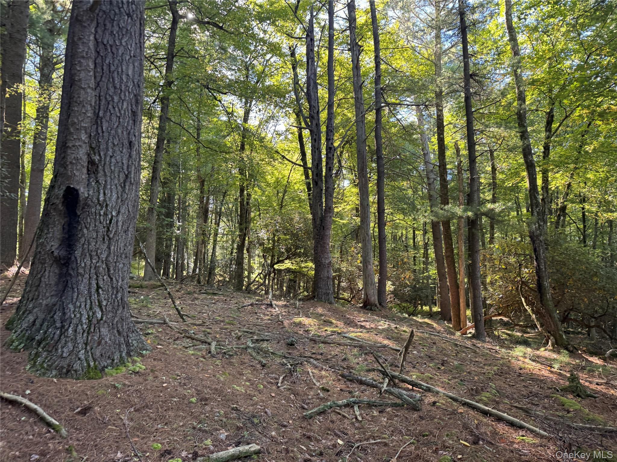 lot 1 Chapin Trail thumbnail 14