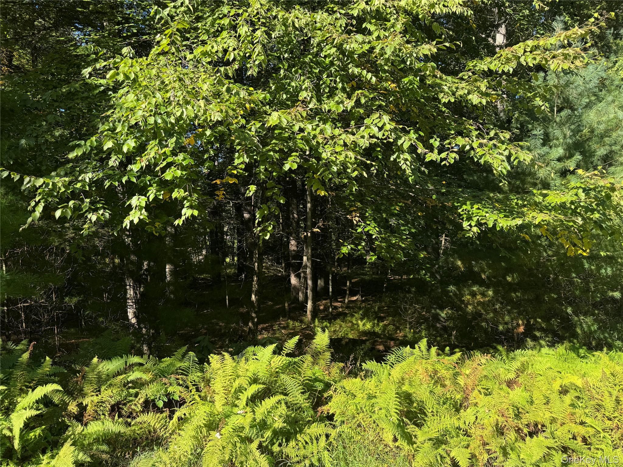 lot 1 Chapin Trail thumbnail 4