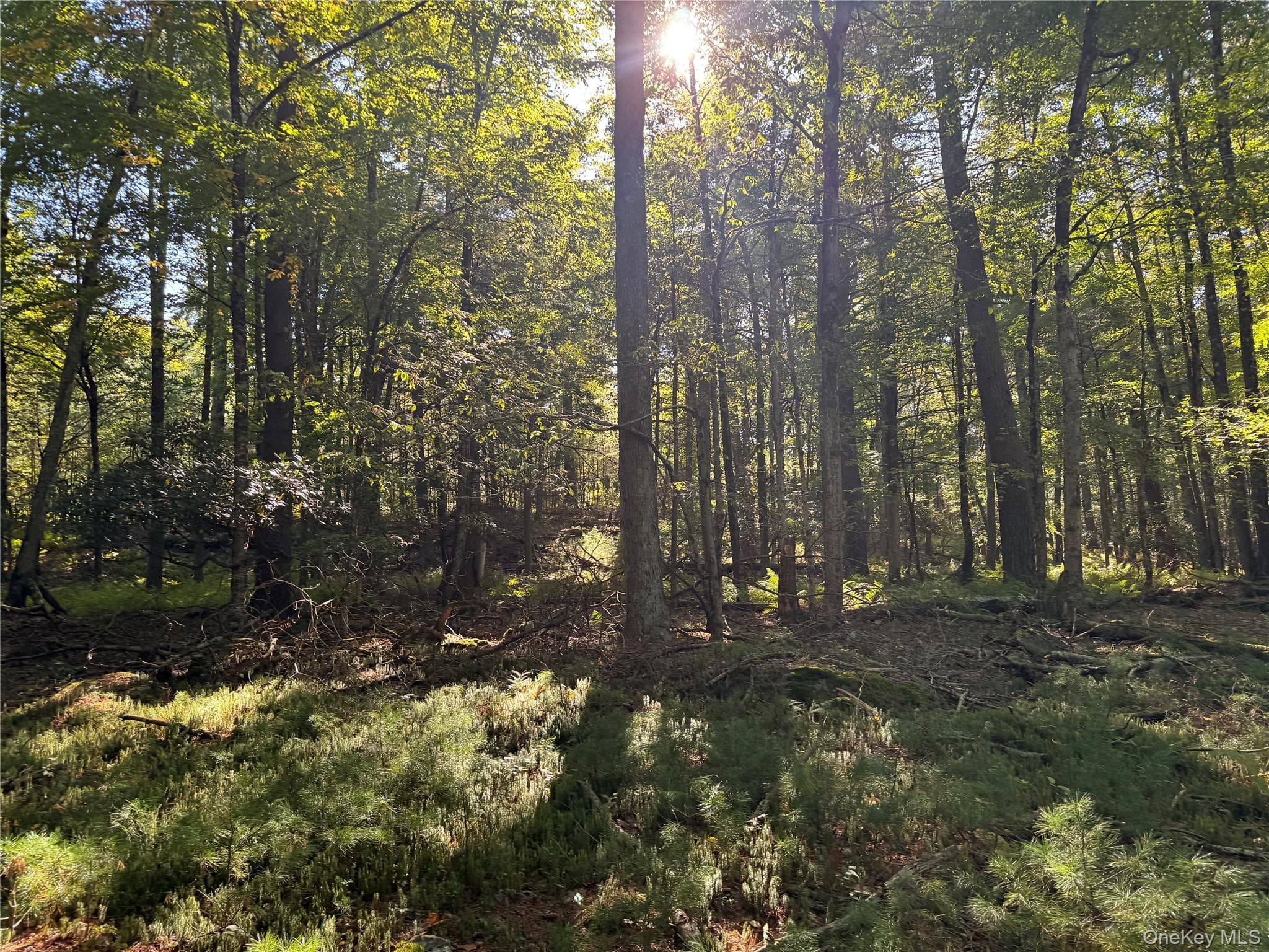 lot 1 Chapin Trail thumbnail 2
