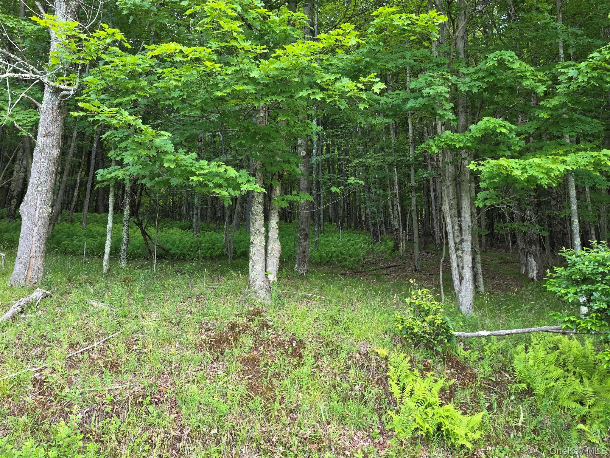 TBD Timberwolf Road thumbnail 16
