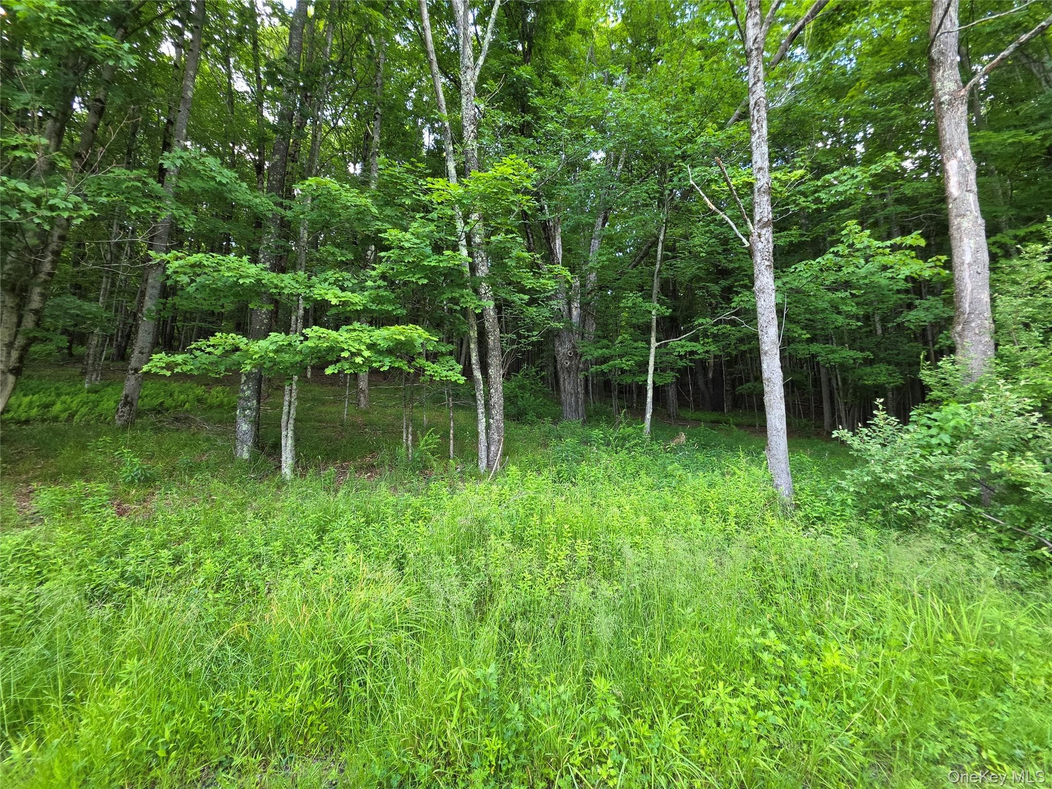 TBD Timberwolf Road thumbnail 23