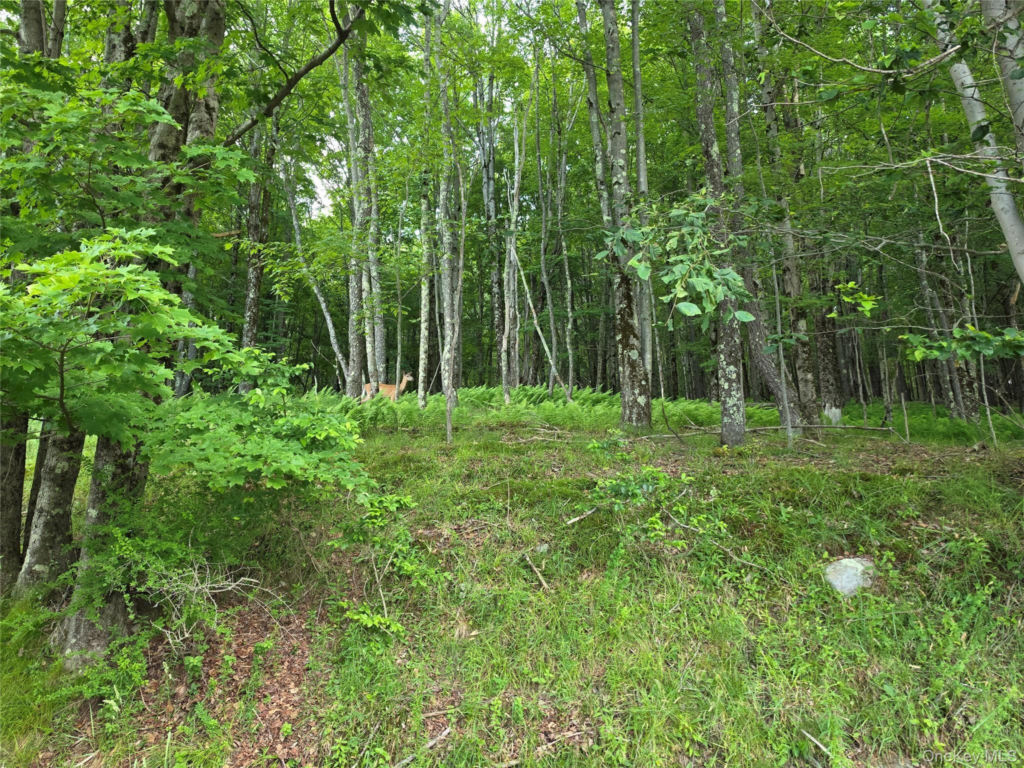 TBD Timberwolf Road thumbnail 13
