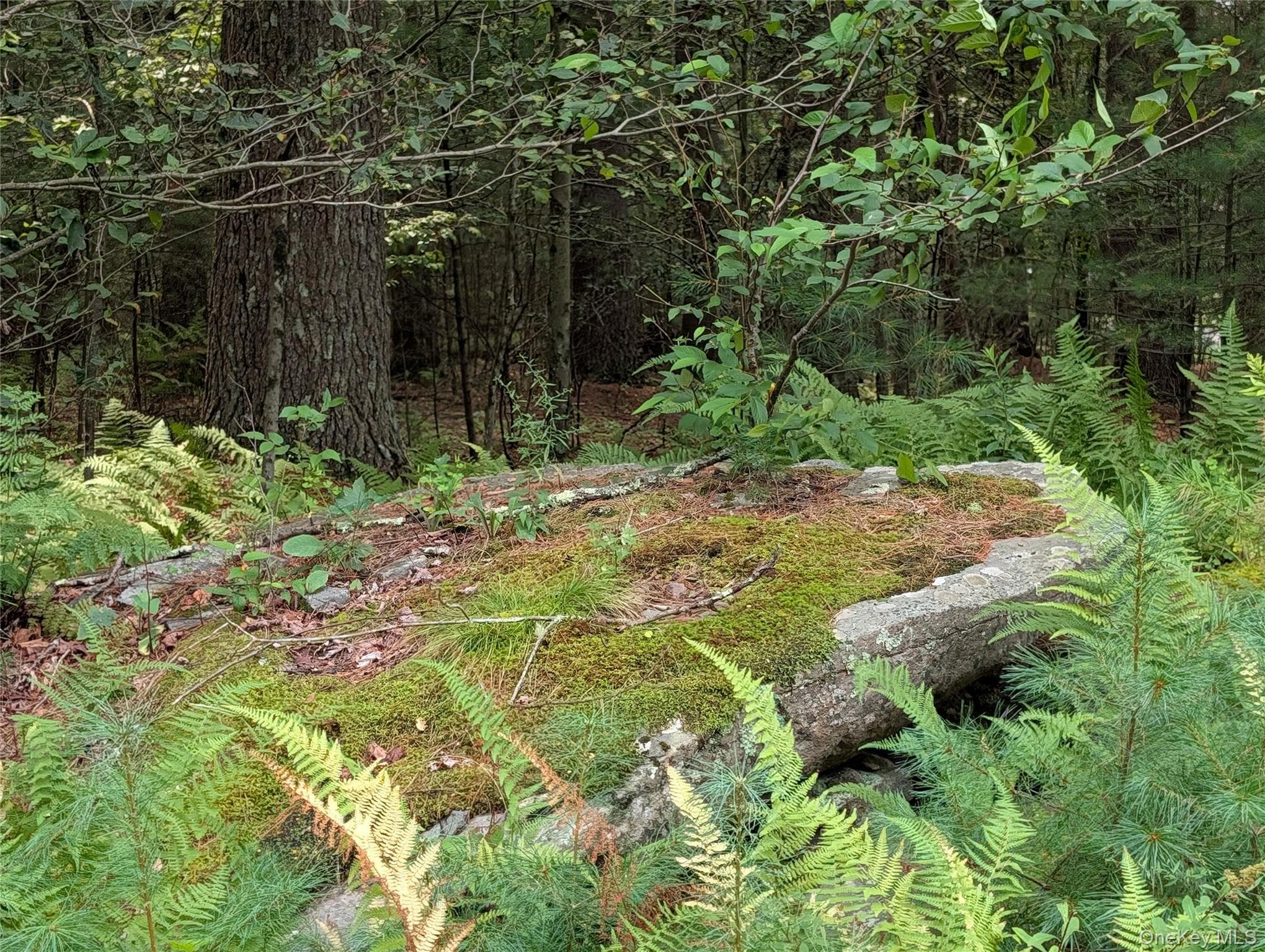 Harris Road thumbnail 6