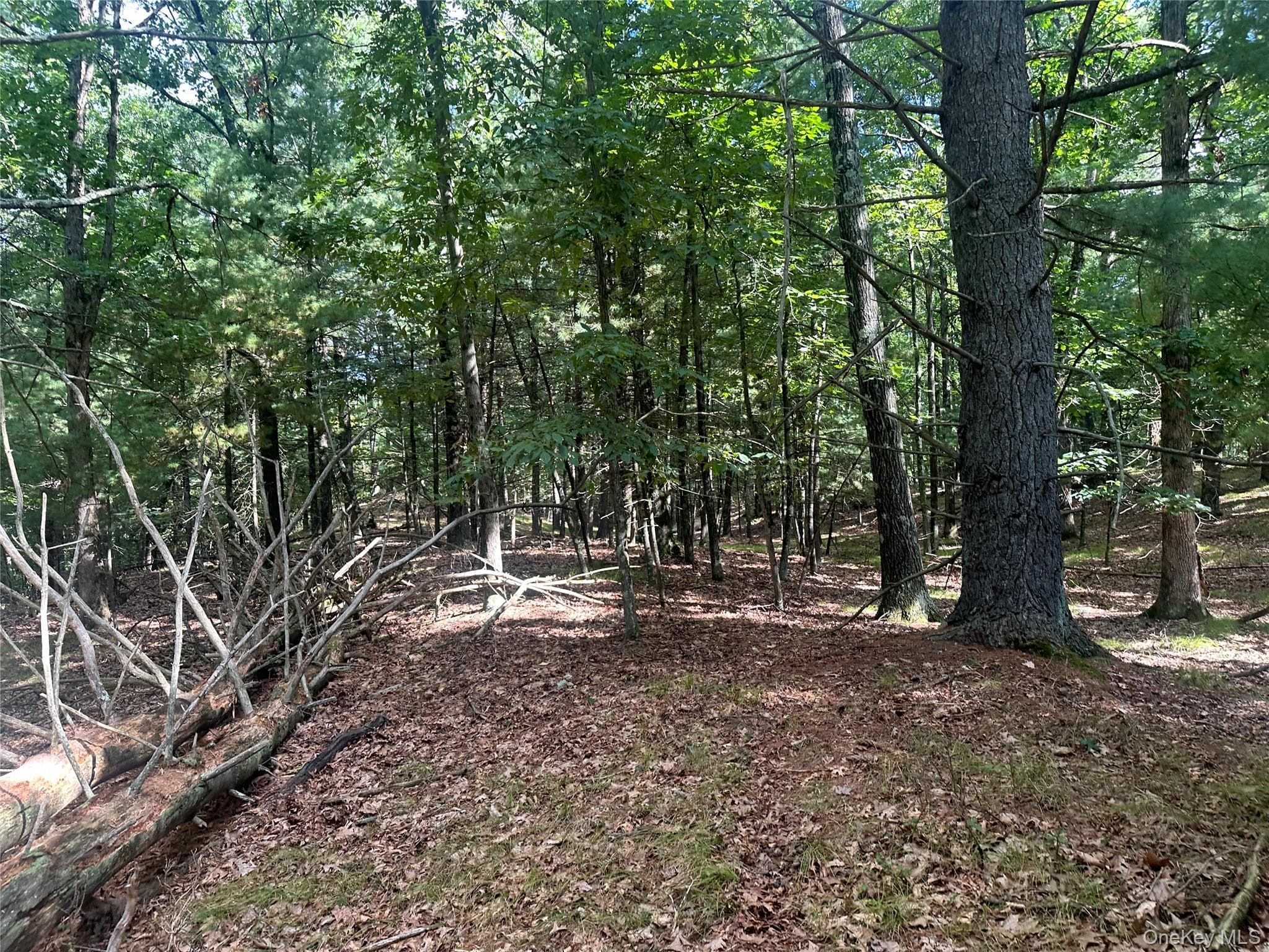 Cedar Drive thumbnail 9