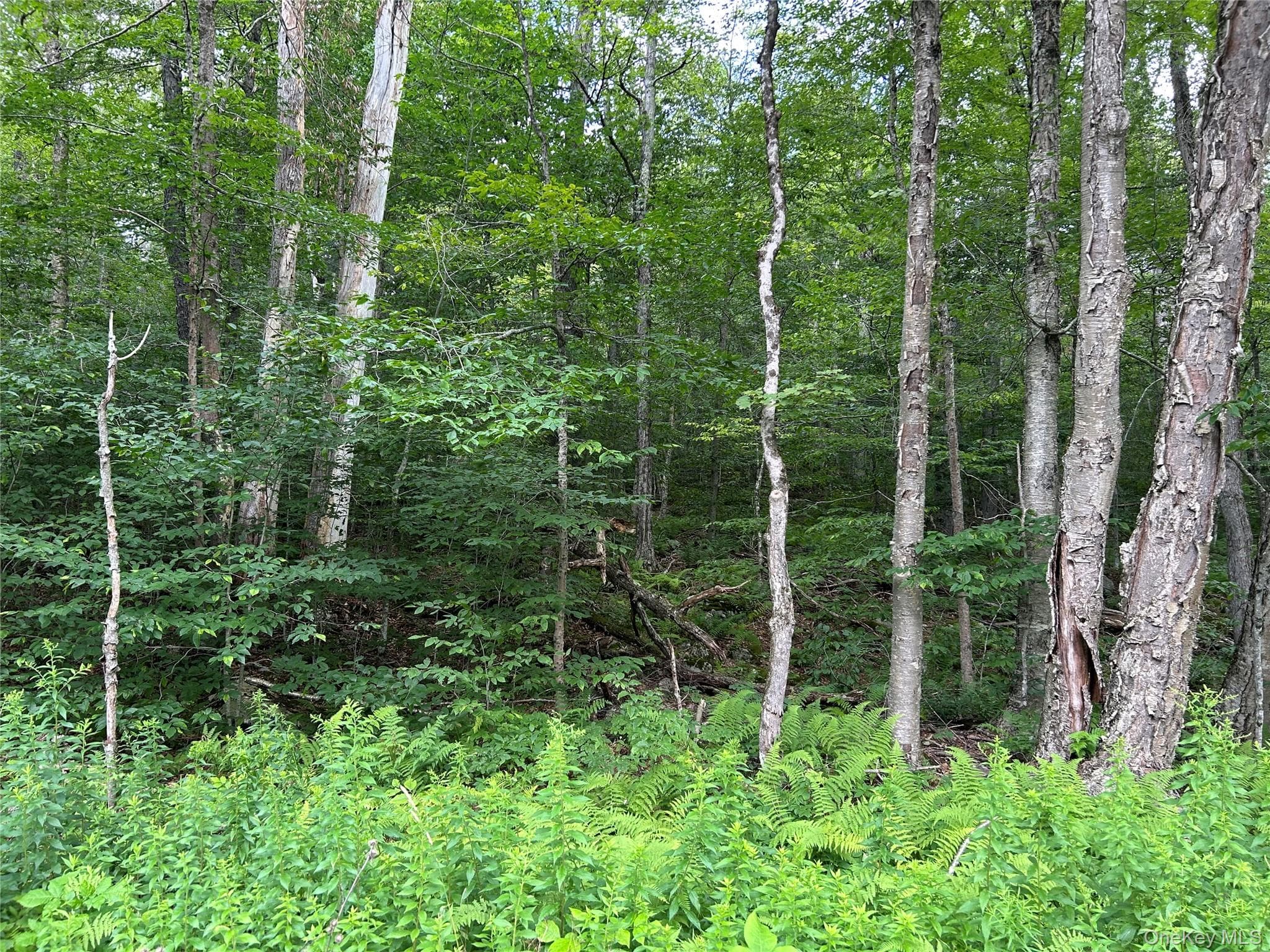 Frrost Valley Road photo 1