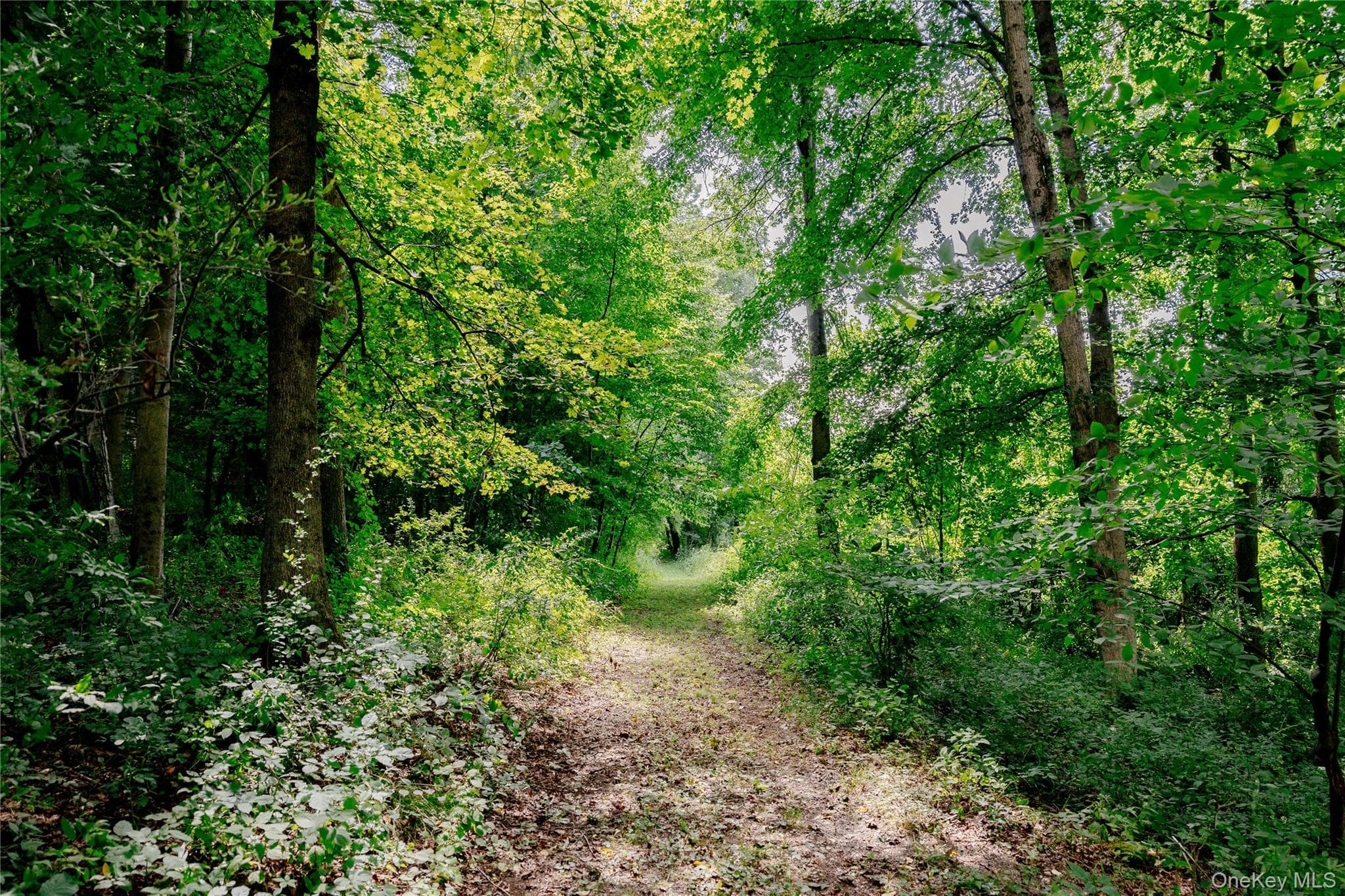 310 Pine Ridge Lane thumbnail 35