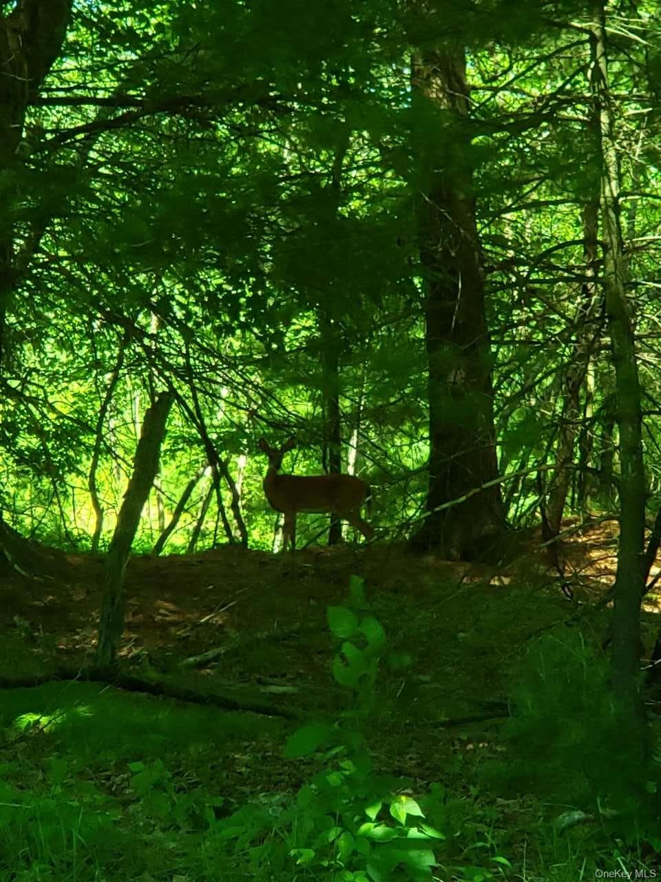 64 Gale Road thumbnail 2