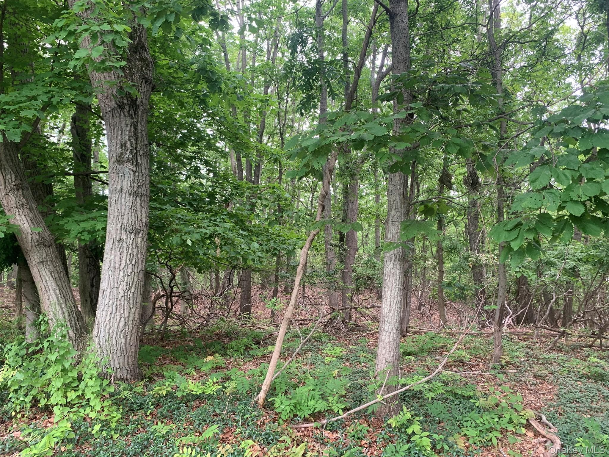 105 Laurel Lane thumbnail 3