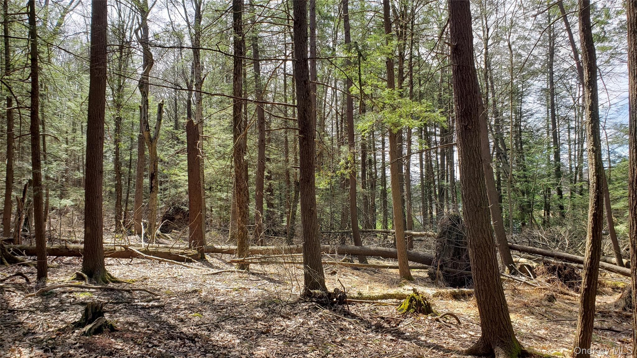 00 Forestburgh Road thumbnail 5