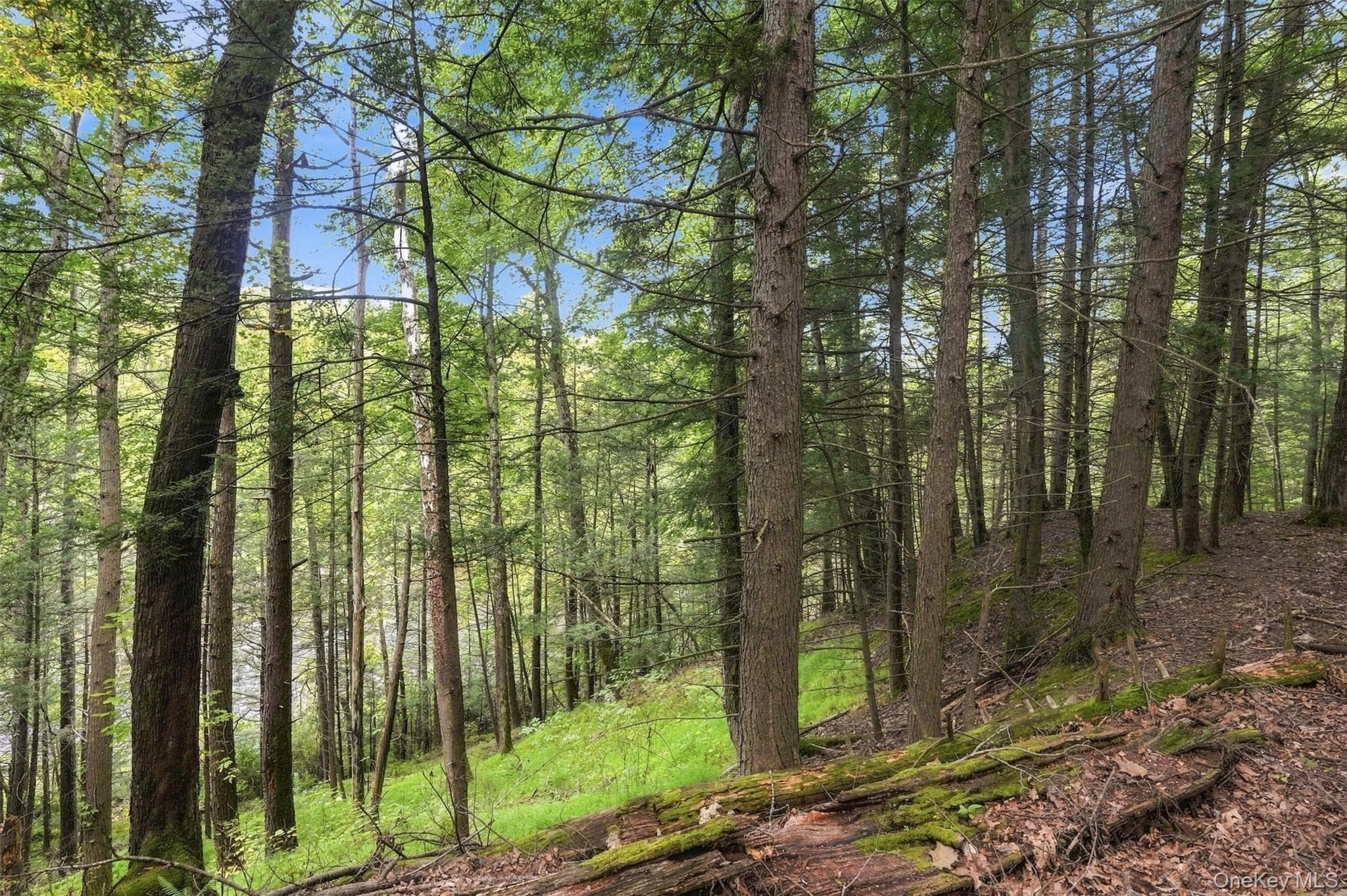 Bruceville Road thumbnail 23