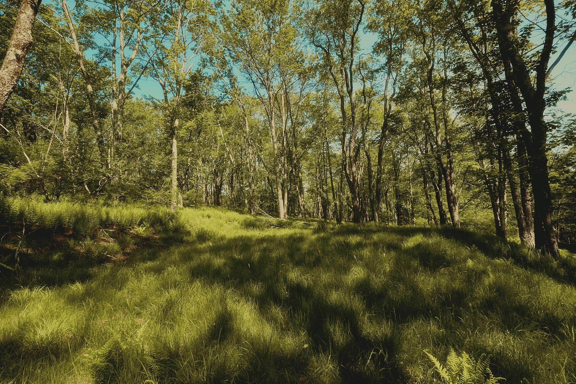 00 Benton Hollow RD thumbnail 4