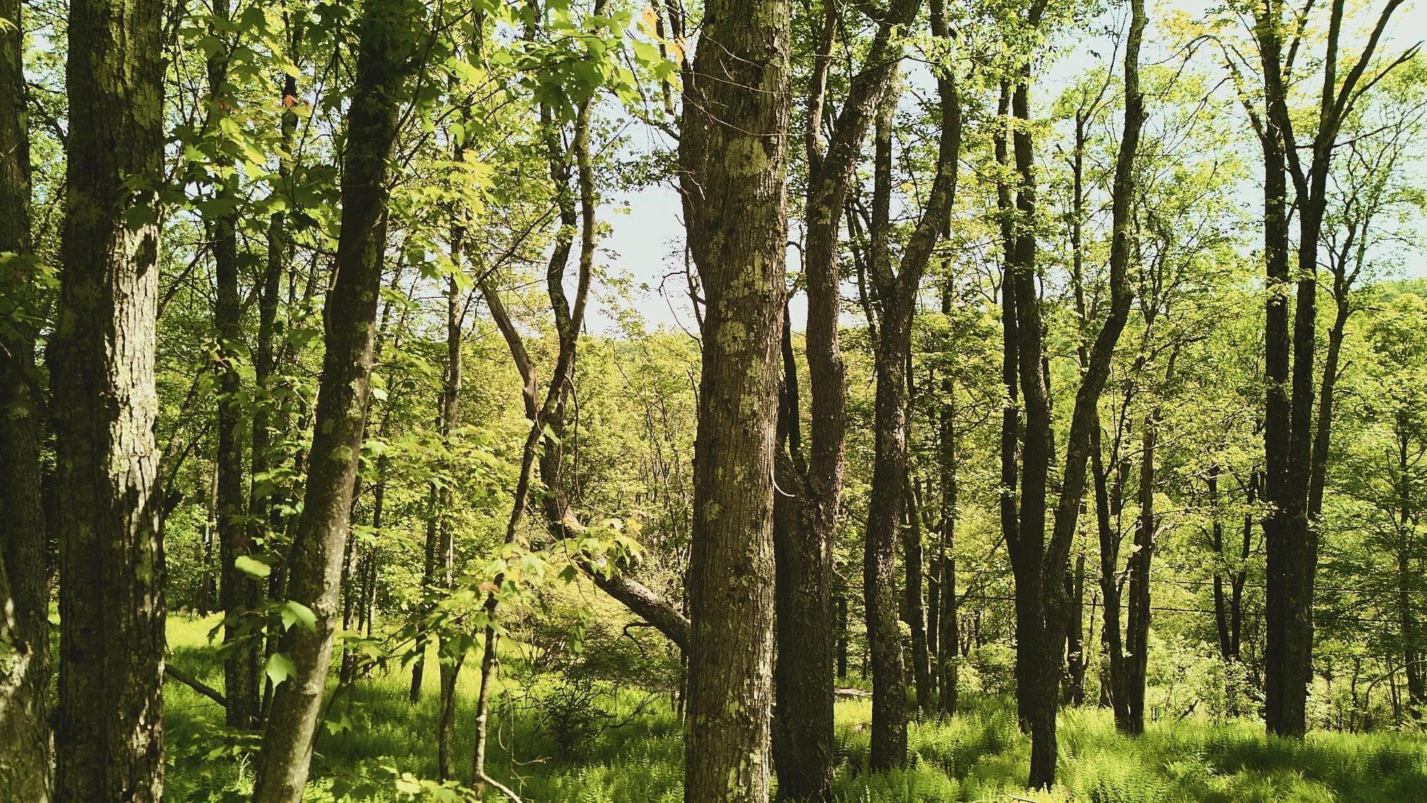 00 Benton Hollow RD thumbnail 2