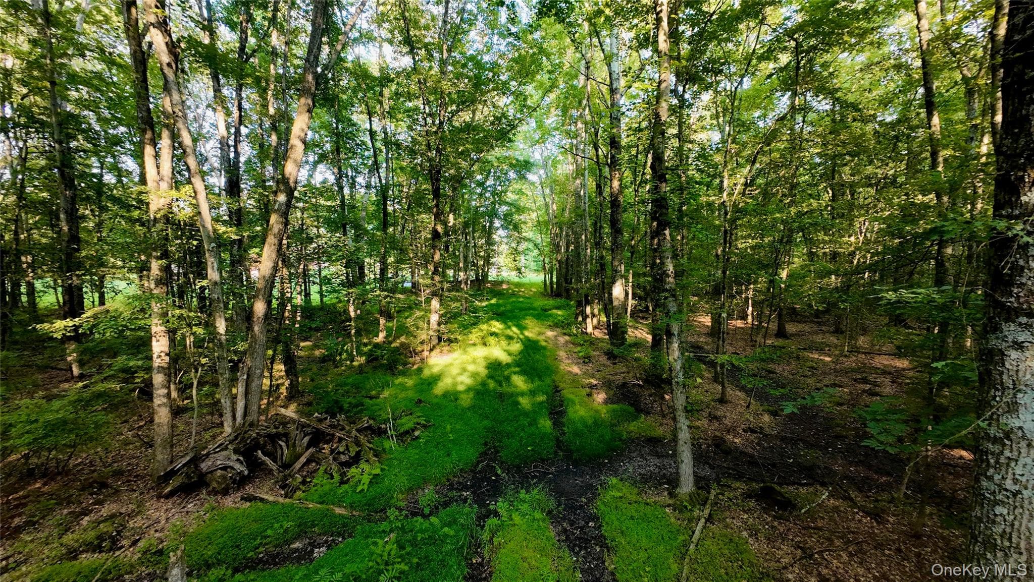109 White Birch Lane thumbnail 7