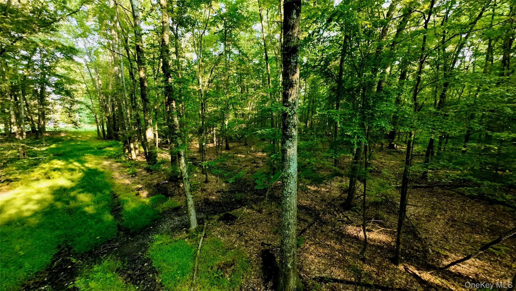 109 White Birch Lane thumbnail 11