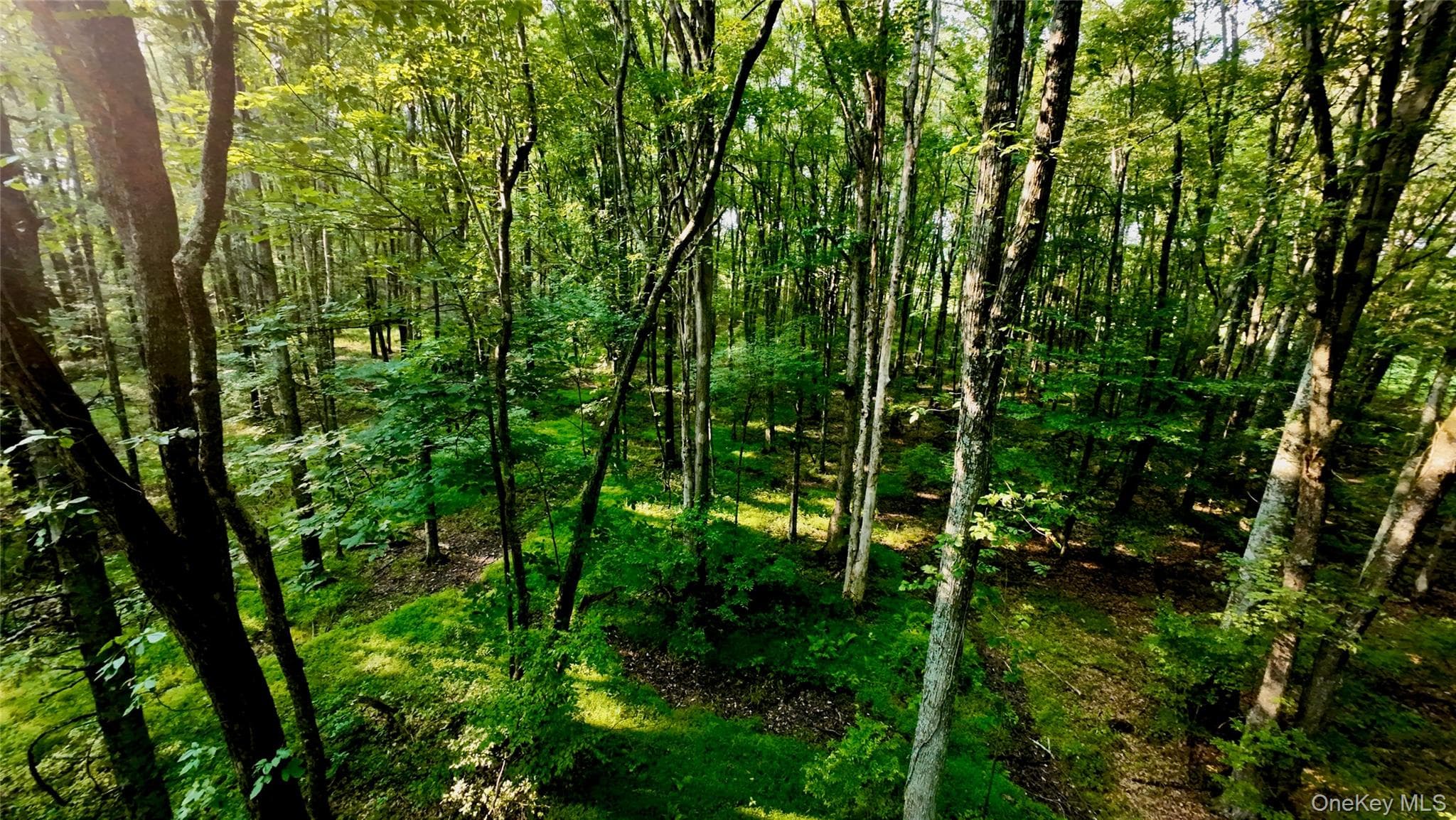 109 White Birch Lane thumbnail 13