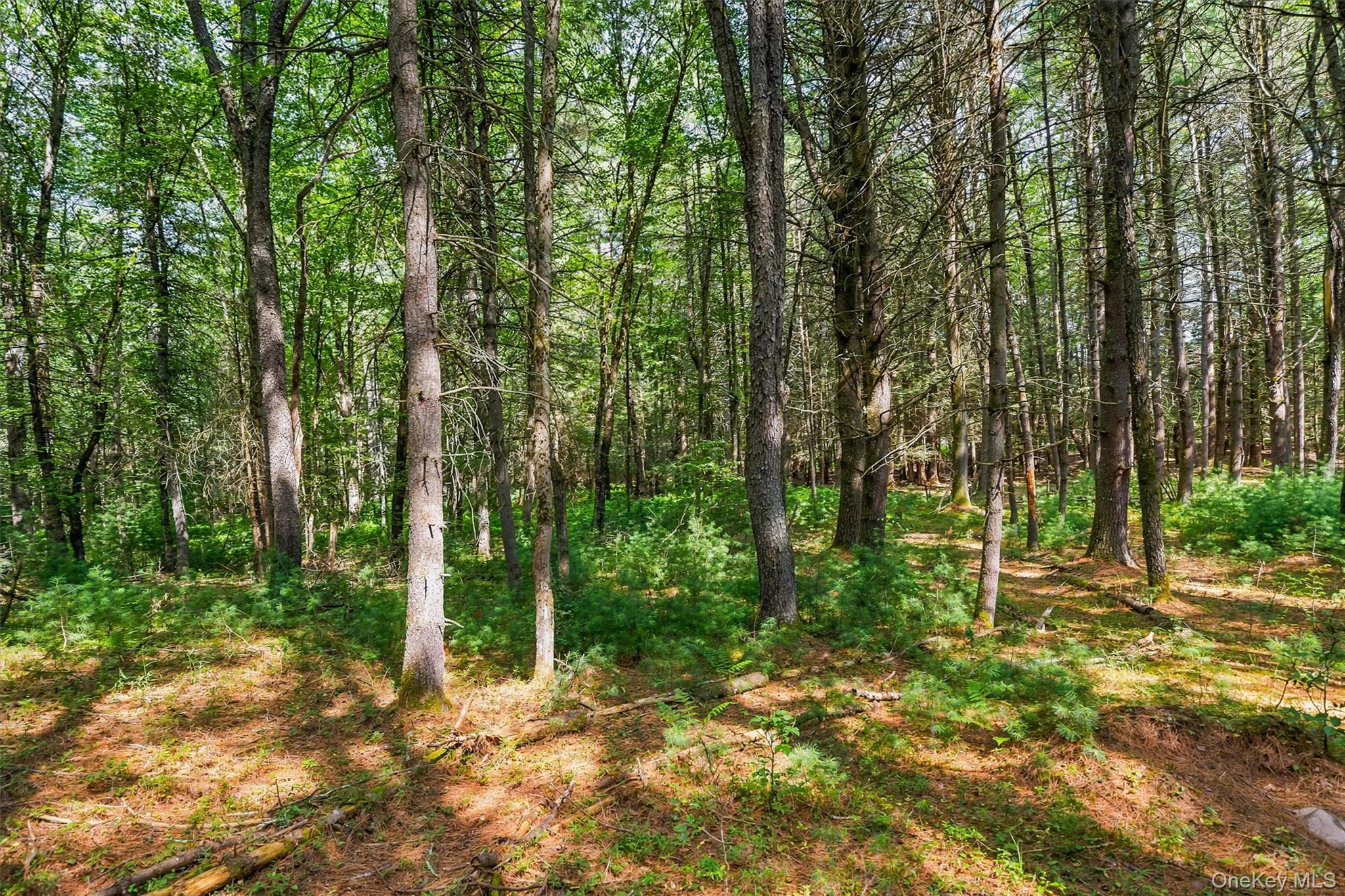 111 Deer Meadow Road thumbnail 49