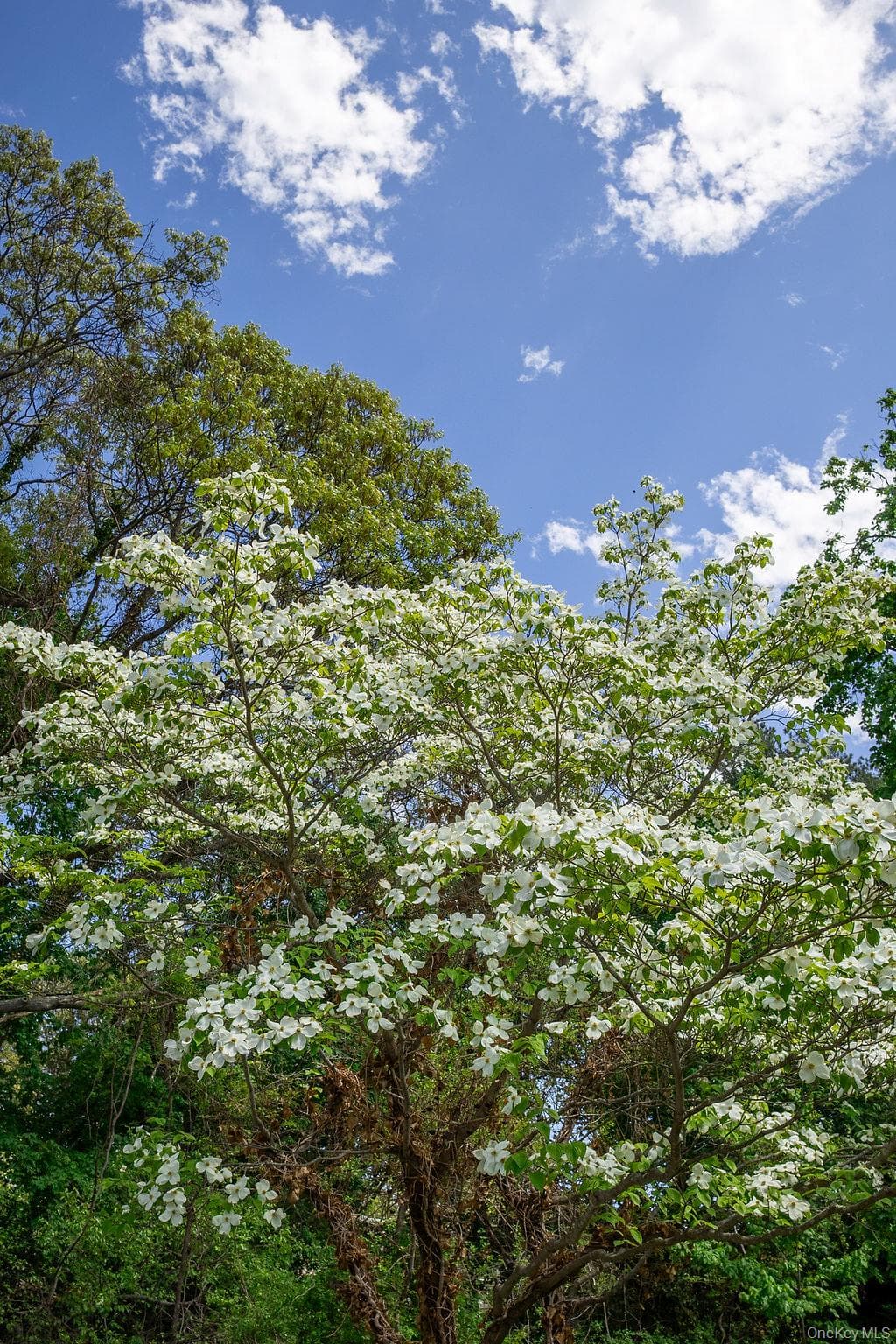 10 Tudor Drive thumbnail 7