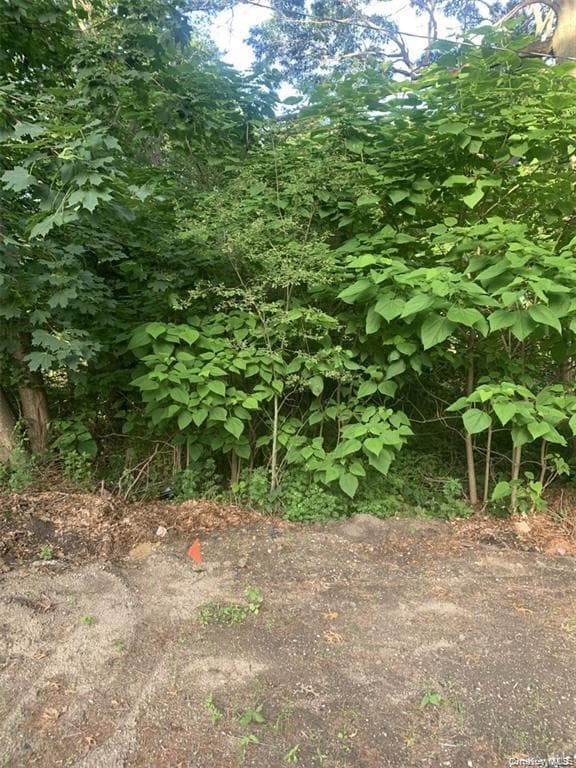 Roosevelt Boulevard photo 1