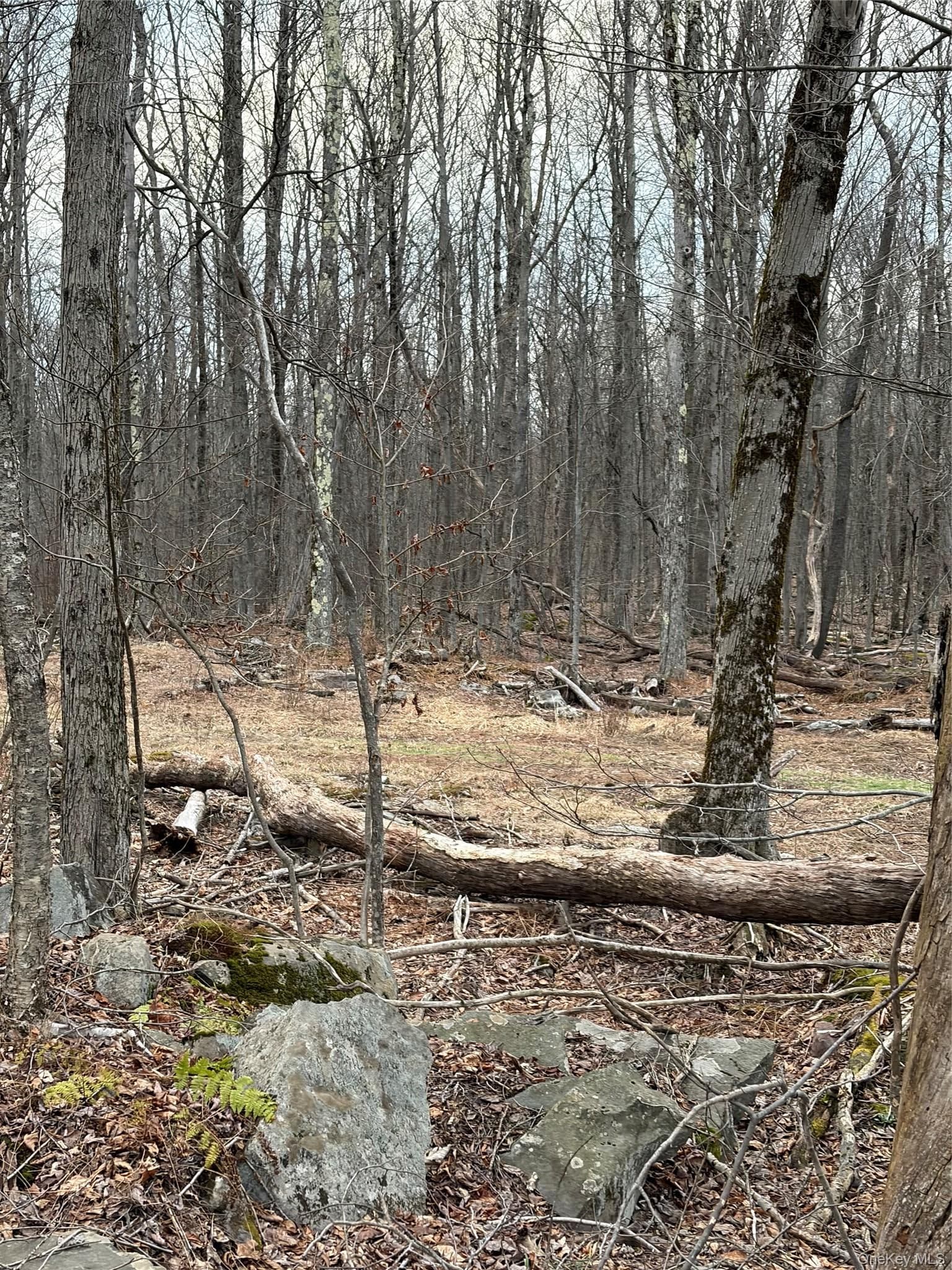 Fox Mountain thumbnail 5