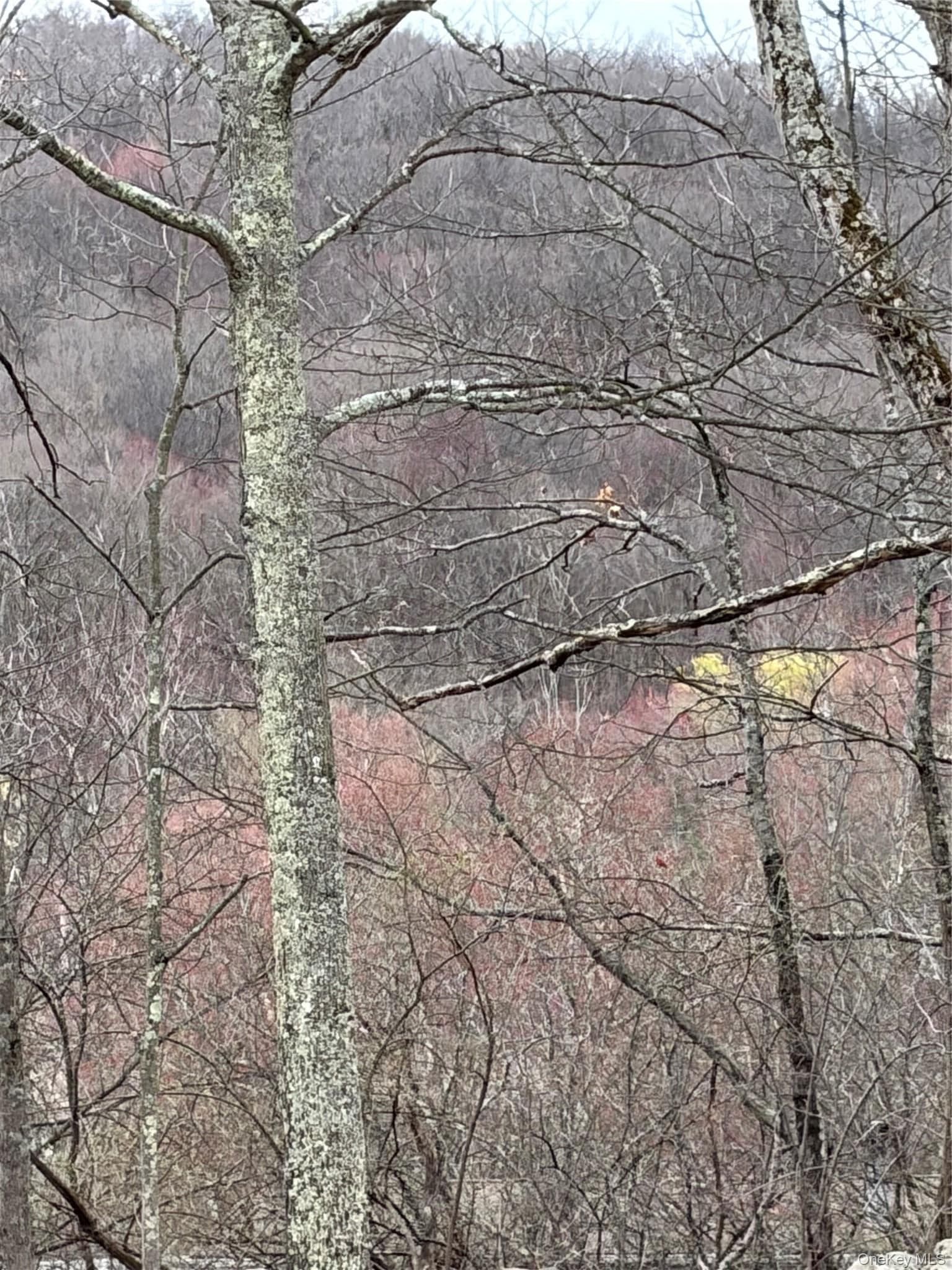 Fox Mountain photo 1