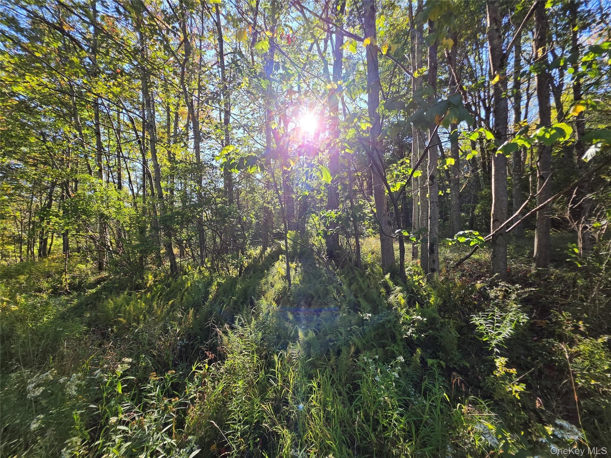 TBD Lily Pond Road thumbnail 6