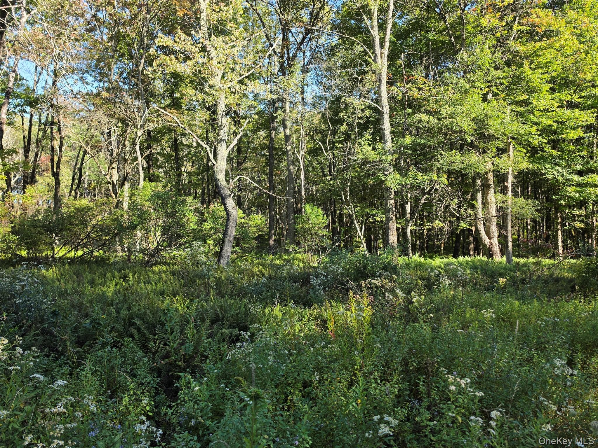 TBD Lily Pond Road thumbnail 11