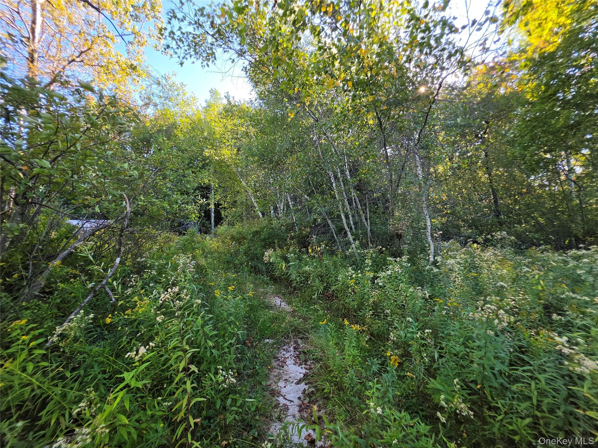 TBD Lily Pond Road thumbnail 20