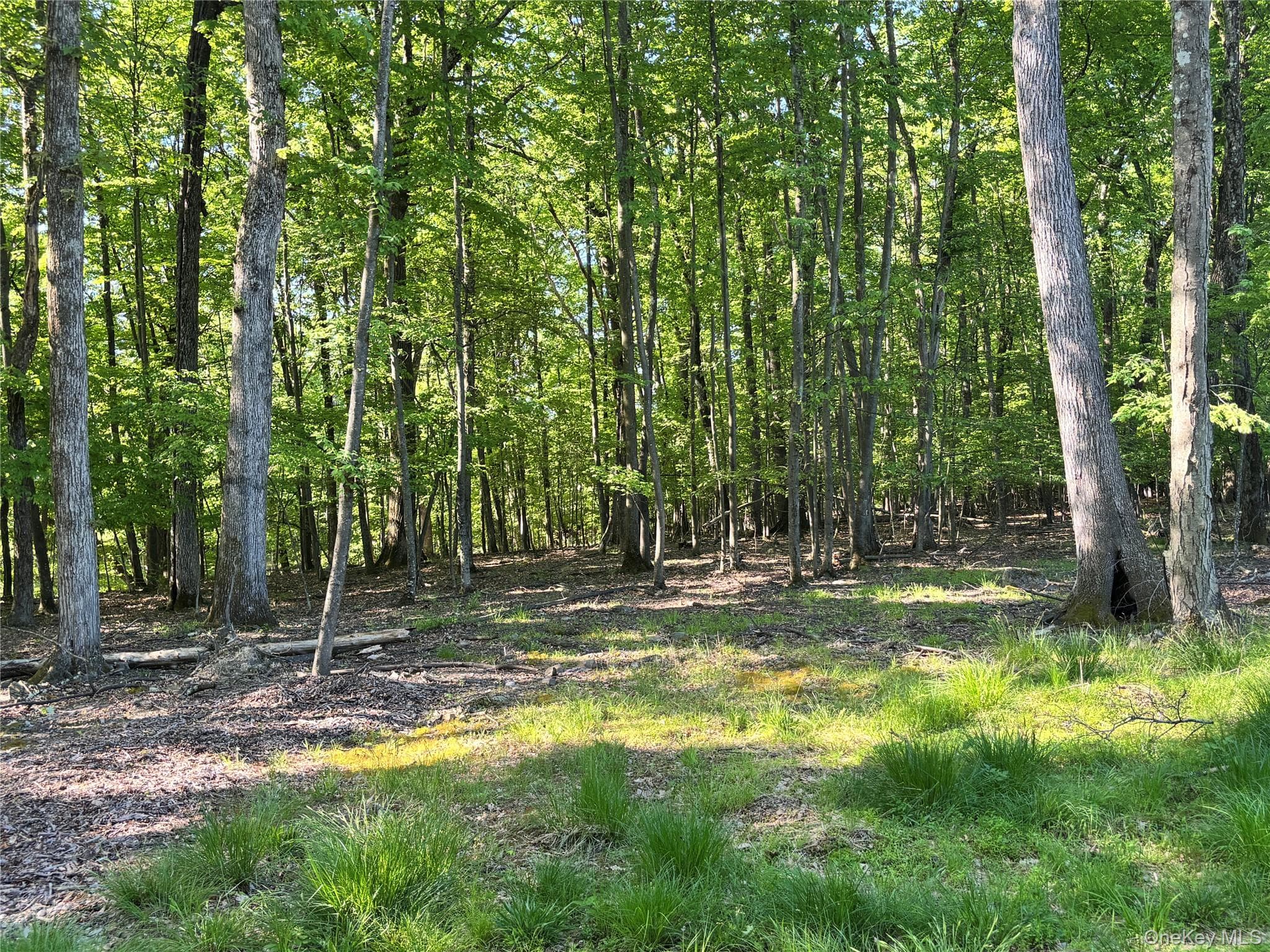 South Plank Road thumbnail 9