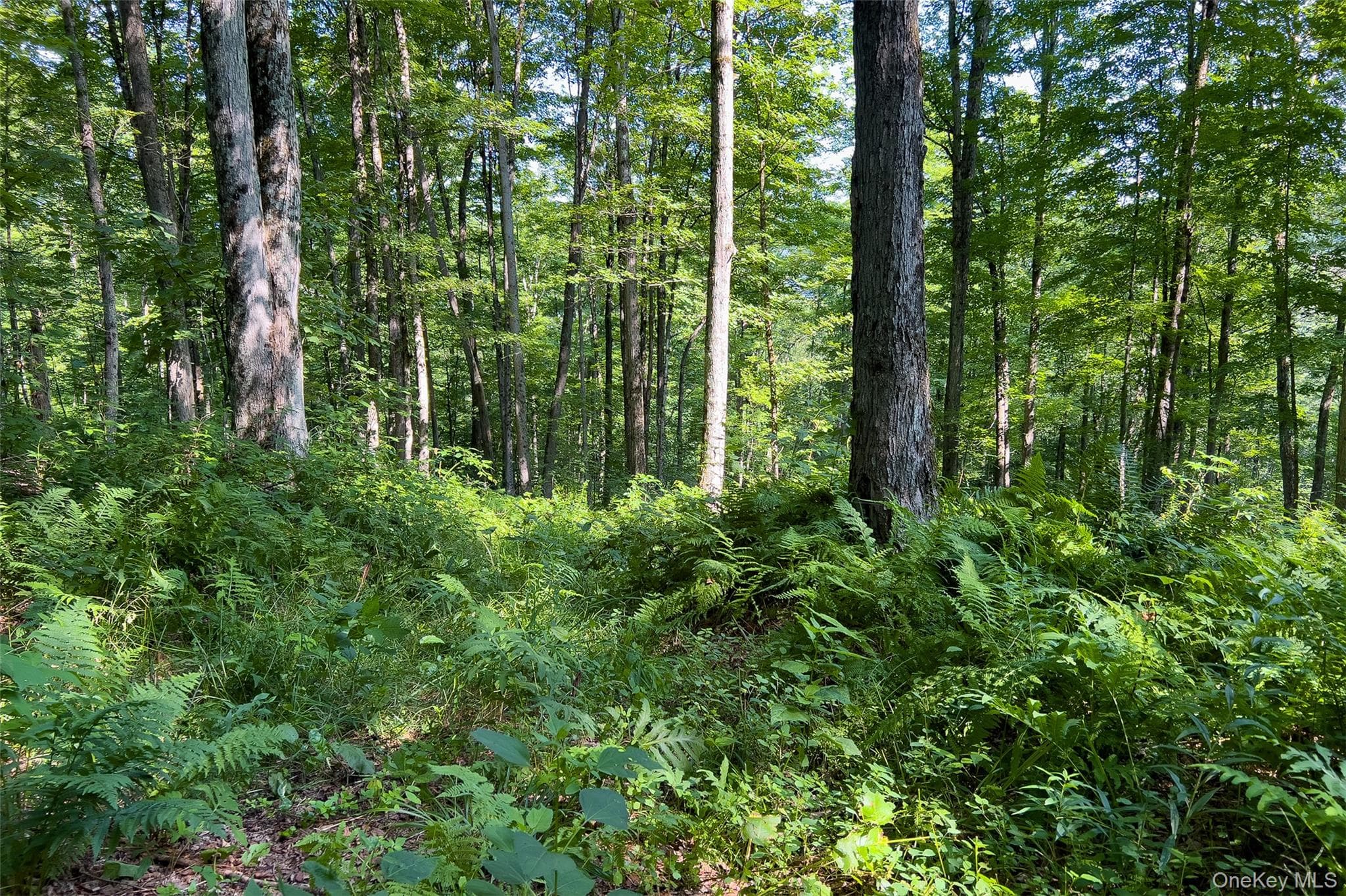 Lot #11 Franklin Depot Road thumbnail 32