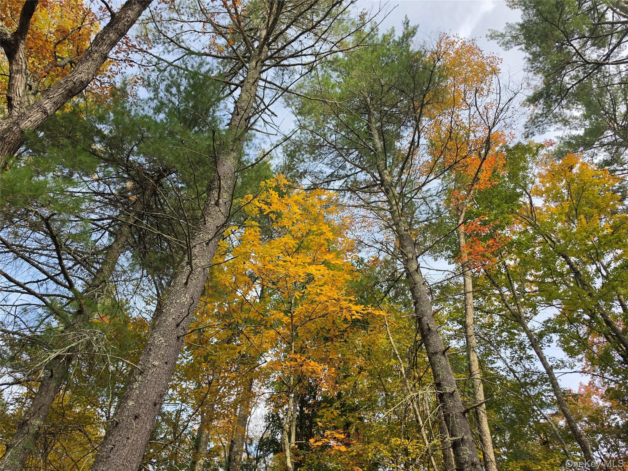 TBD Evergreen Lane thumbnail 18
