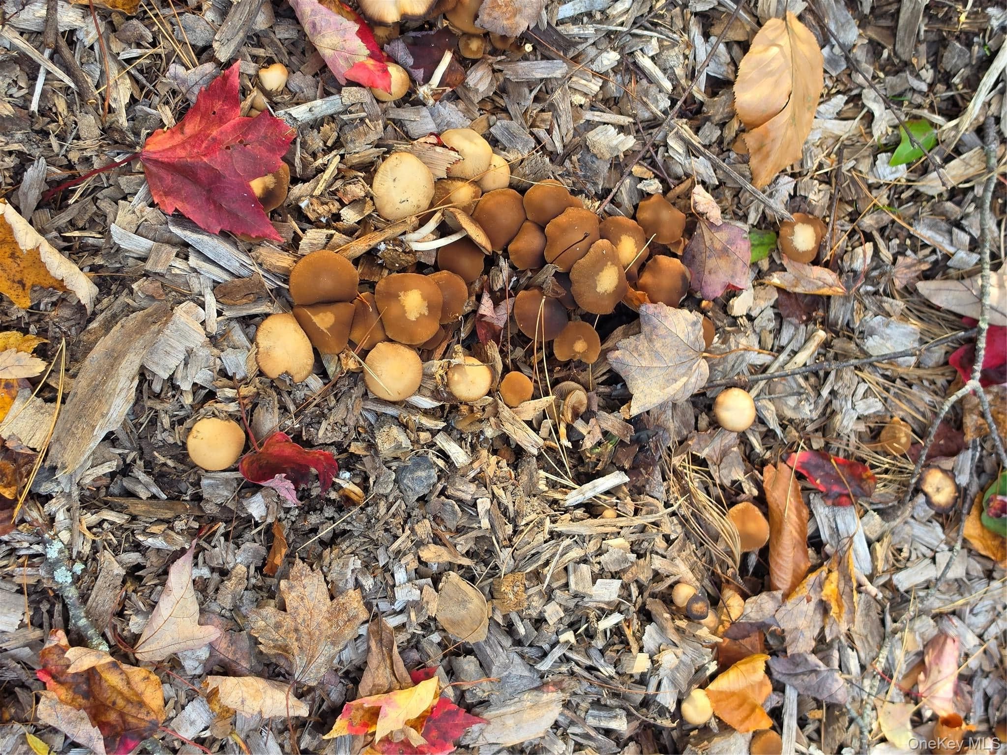 TBD Evergreen Lane thumbnail 25