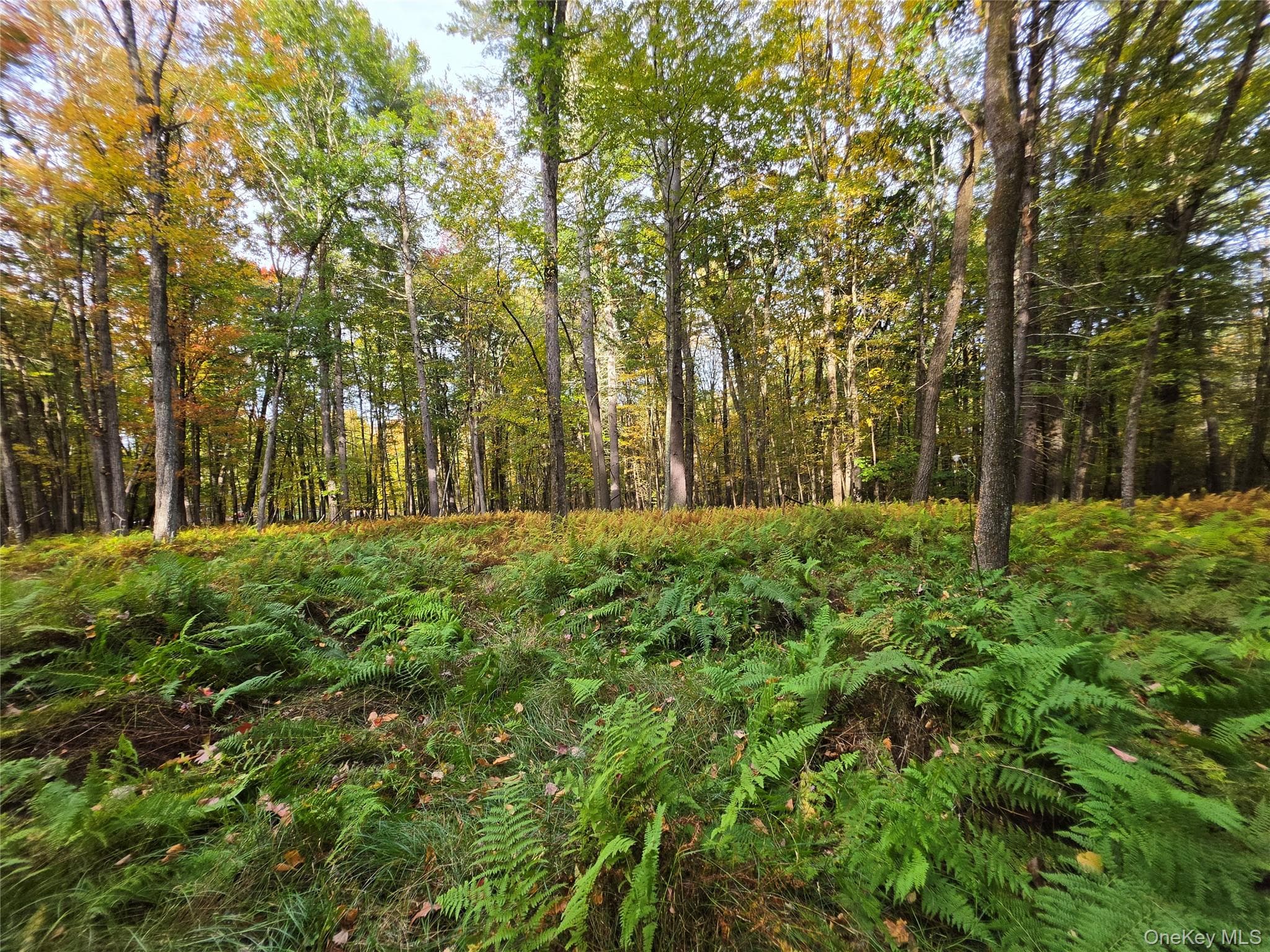 TBD Evergreen Lane thumbnail 39