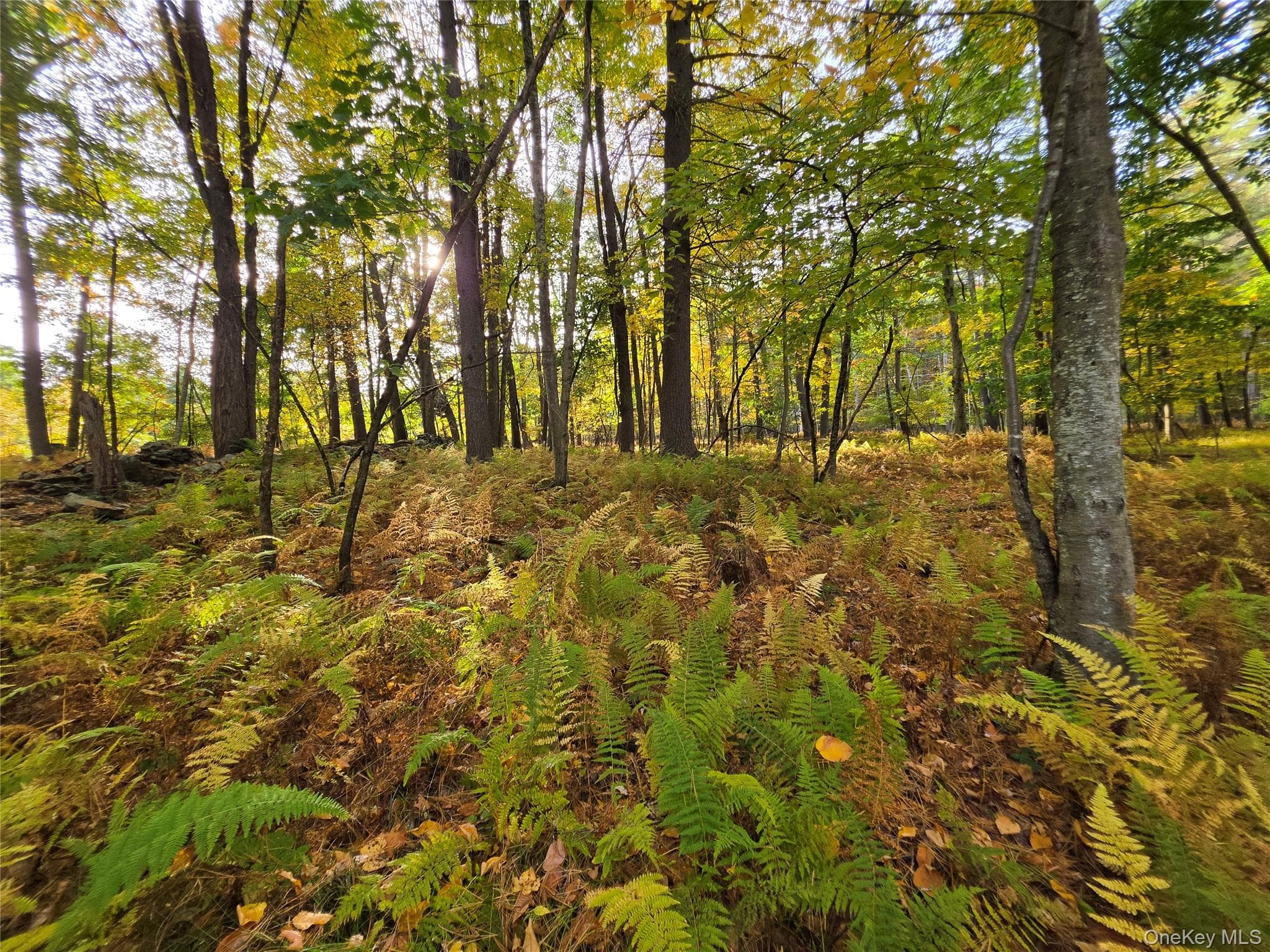 TBD Evergreen Lane thumbnail 13