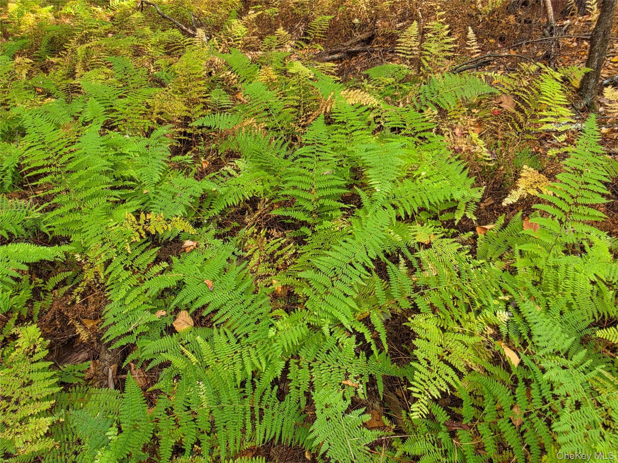 TBD Evergreen Lane thumbnail 27