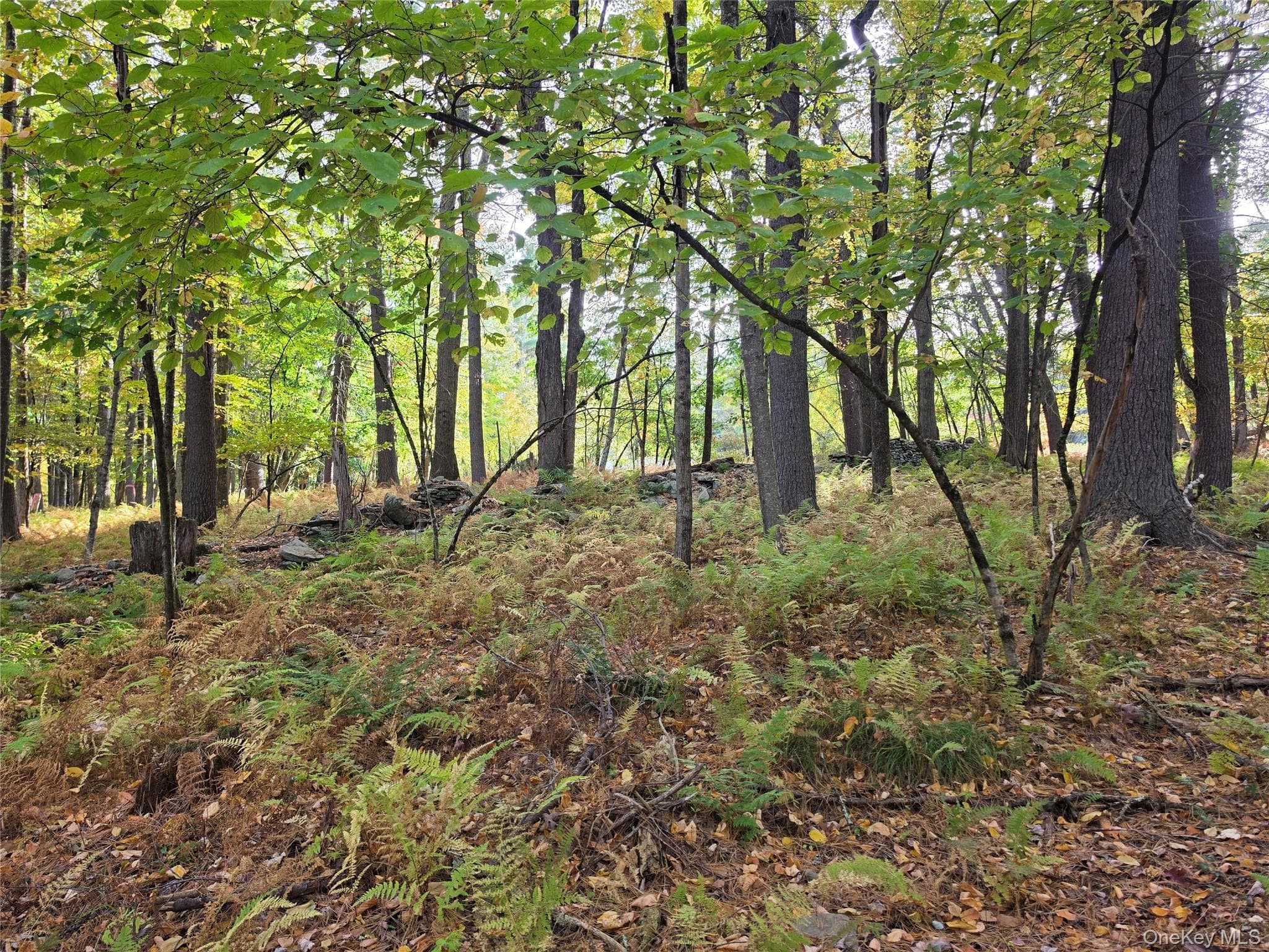 TBD Evergreen Lane thumbnail 29