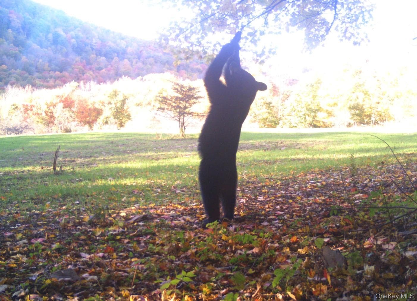 Gregory Hollow Road thumbnail 13
