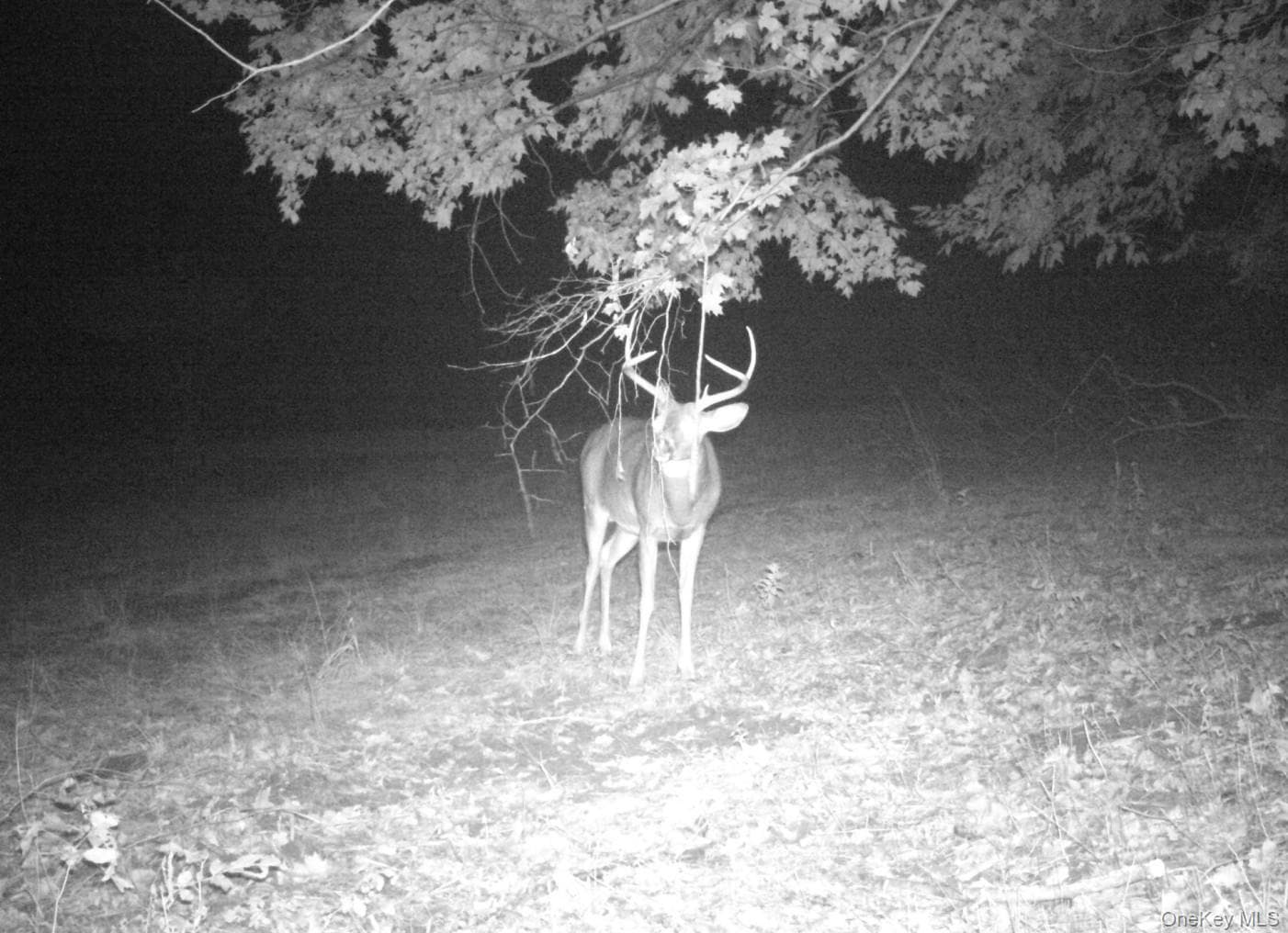 Gregory Hollow Road thumbnail 17
