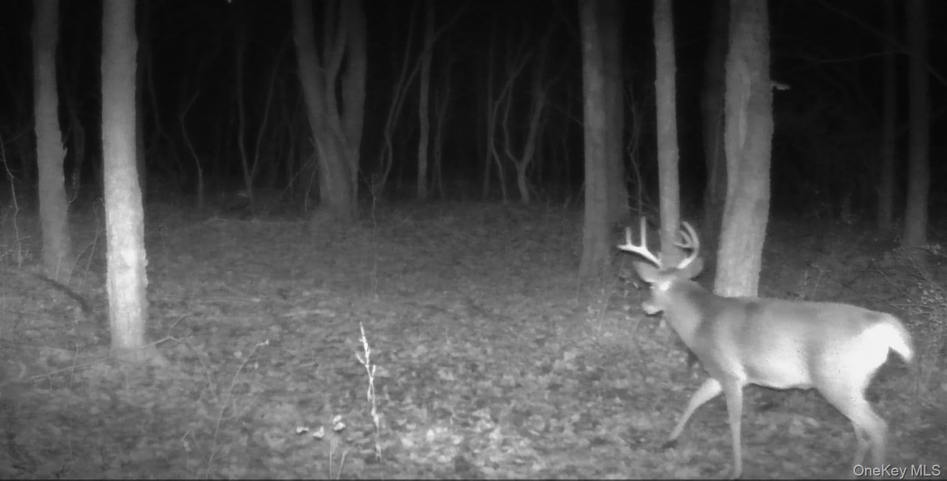 Gregory Hollow Road thumbnail 18