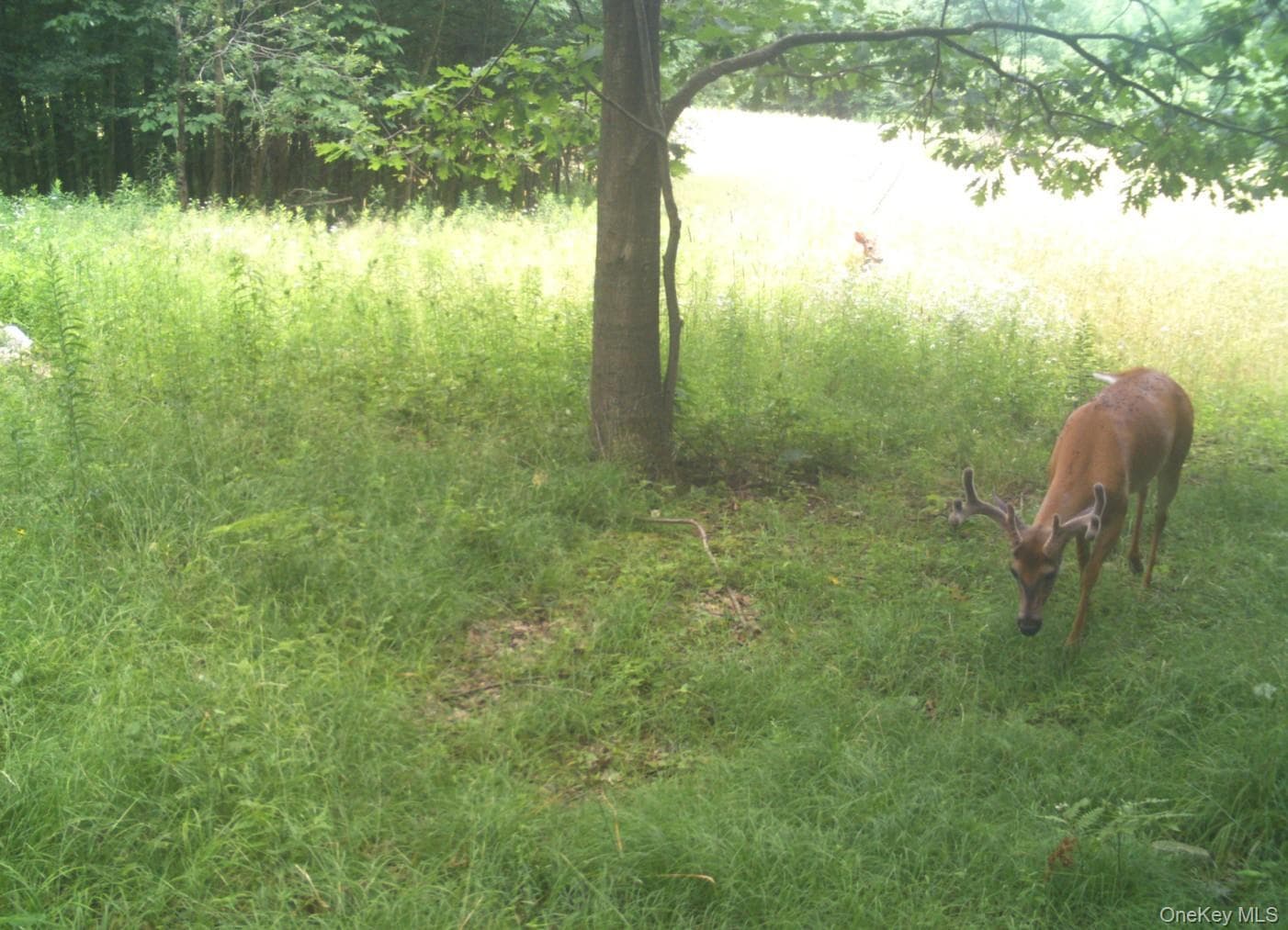 Gregory Hollow Road thumbnail 9