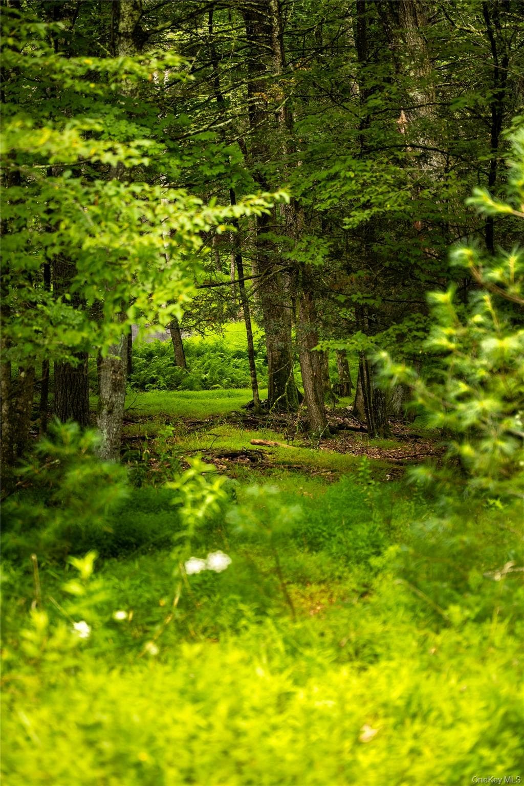 Dewitt Road thumbnail 9
