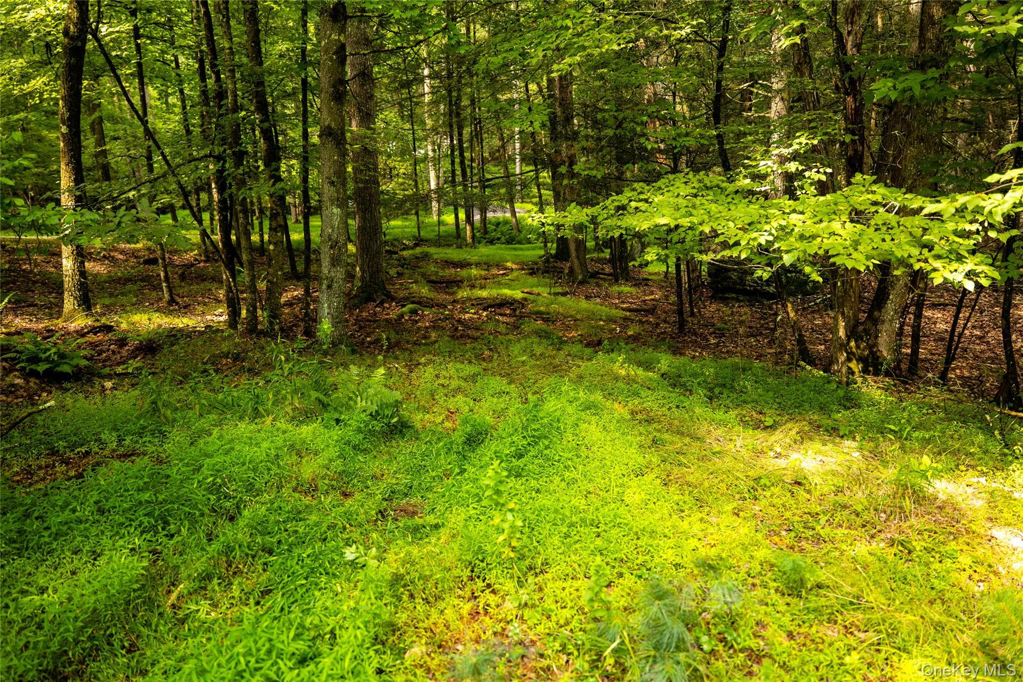 Dewitt Road thumbnail 6