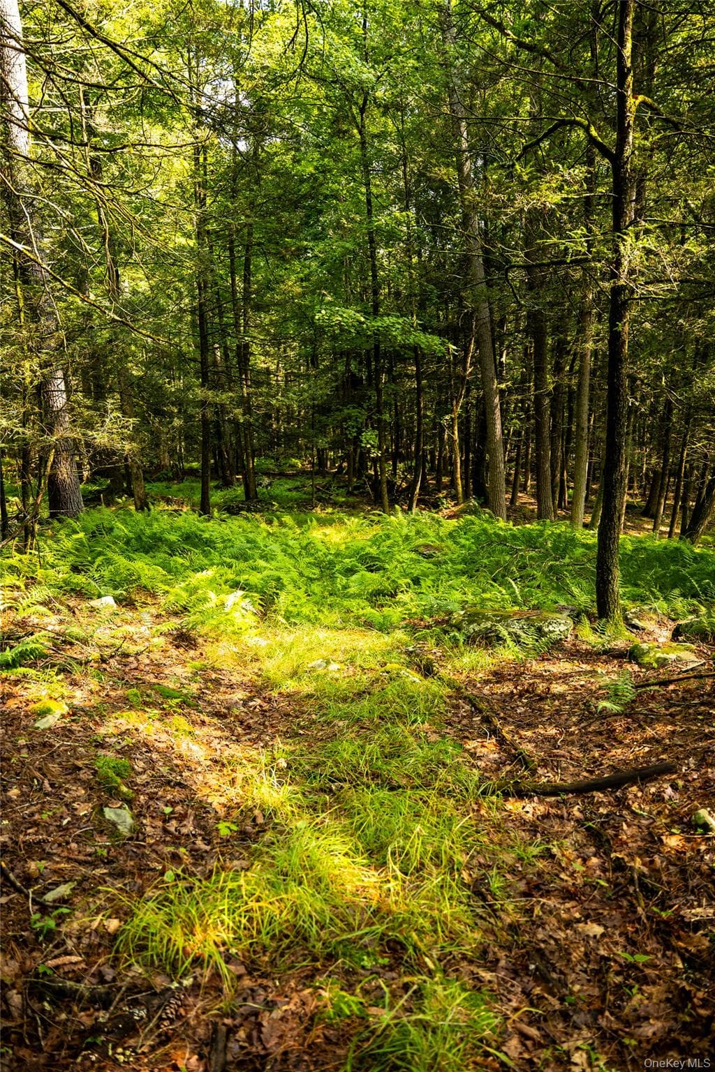 Dewitt Road thumbnail 2