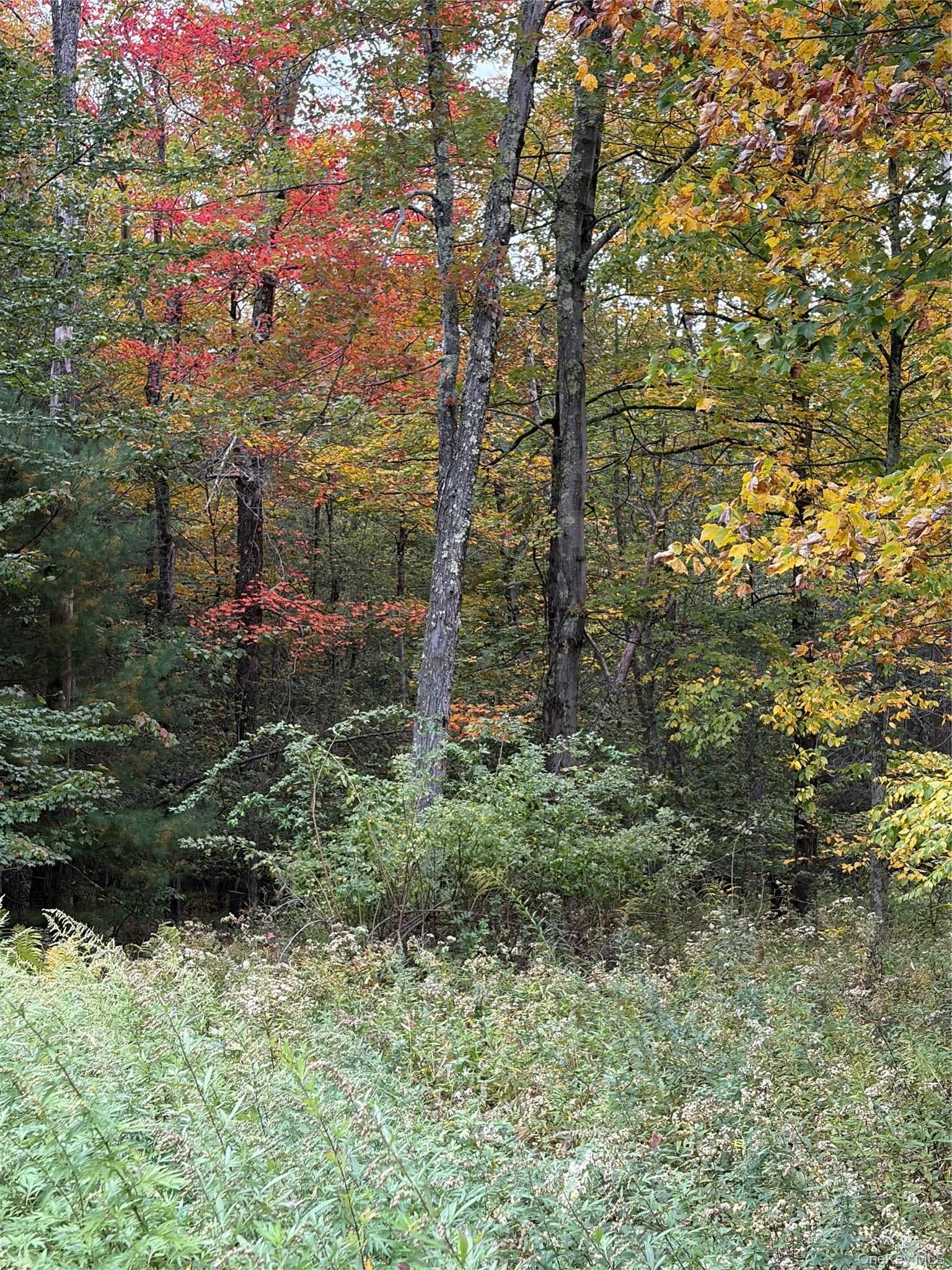 Budd Road thumbnail 4